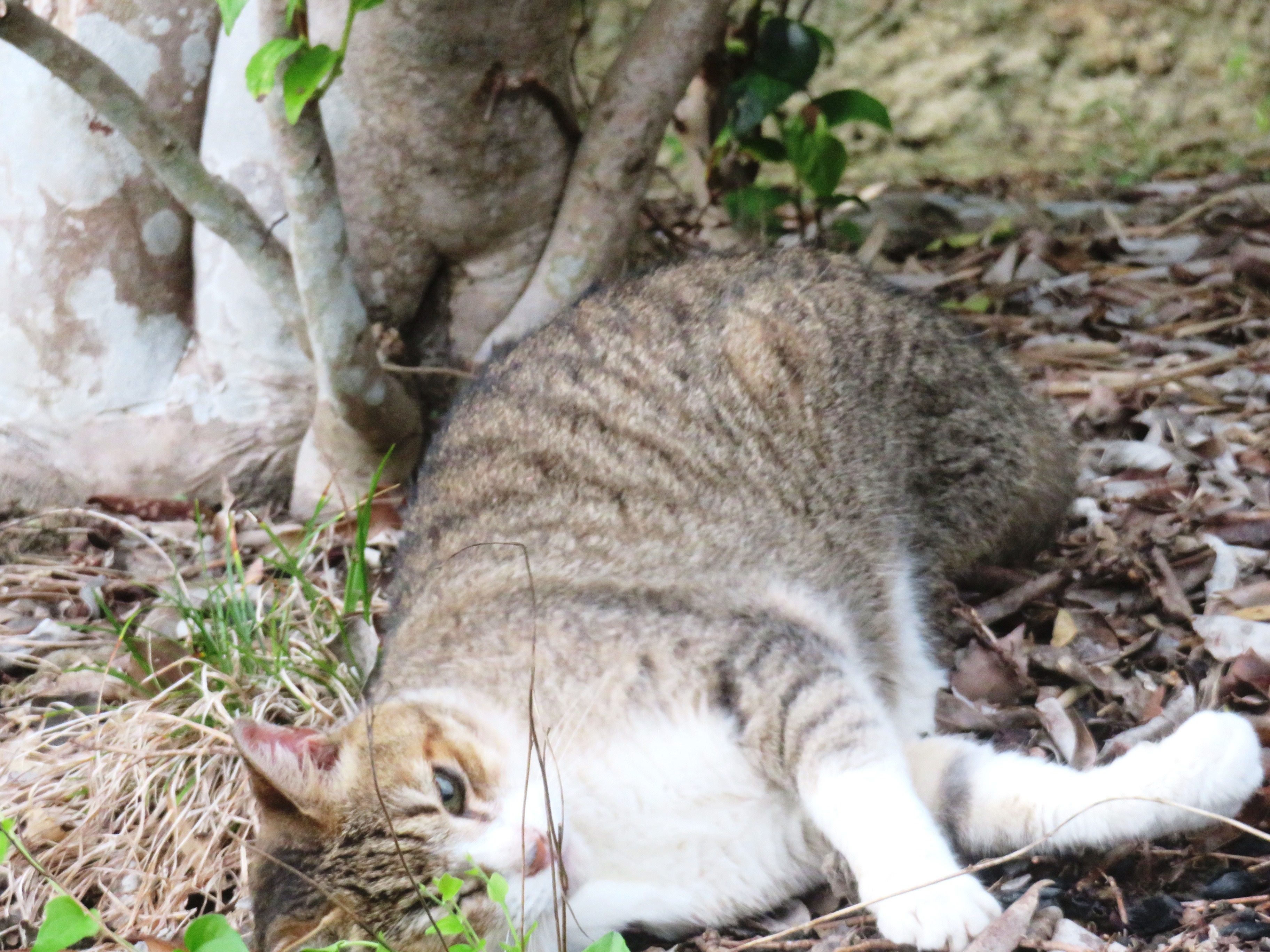 ねこ、風太 巡回