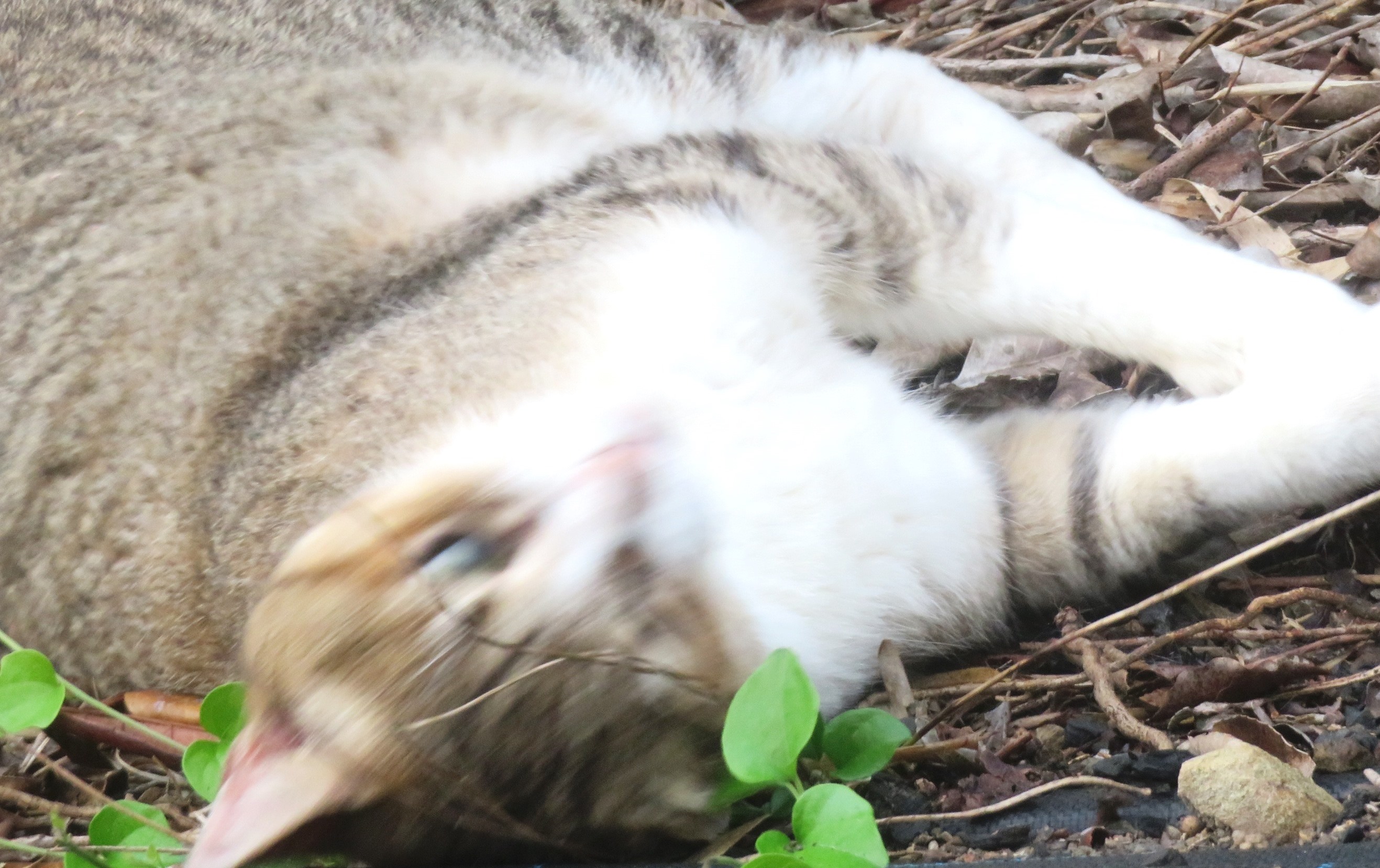 ねこ、風太 巡回