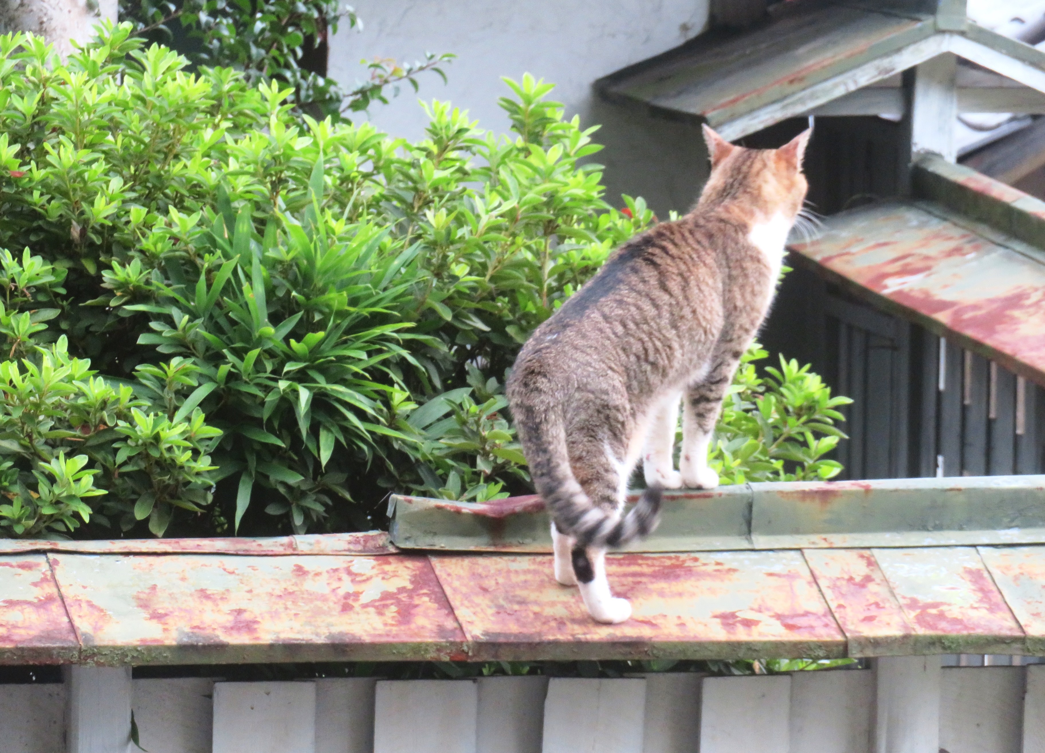 ねこ、風太　巡回