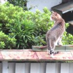 ねこ、風太　巡回