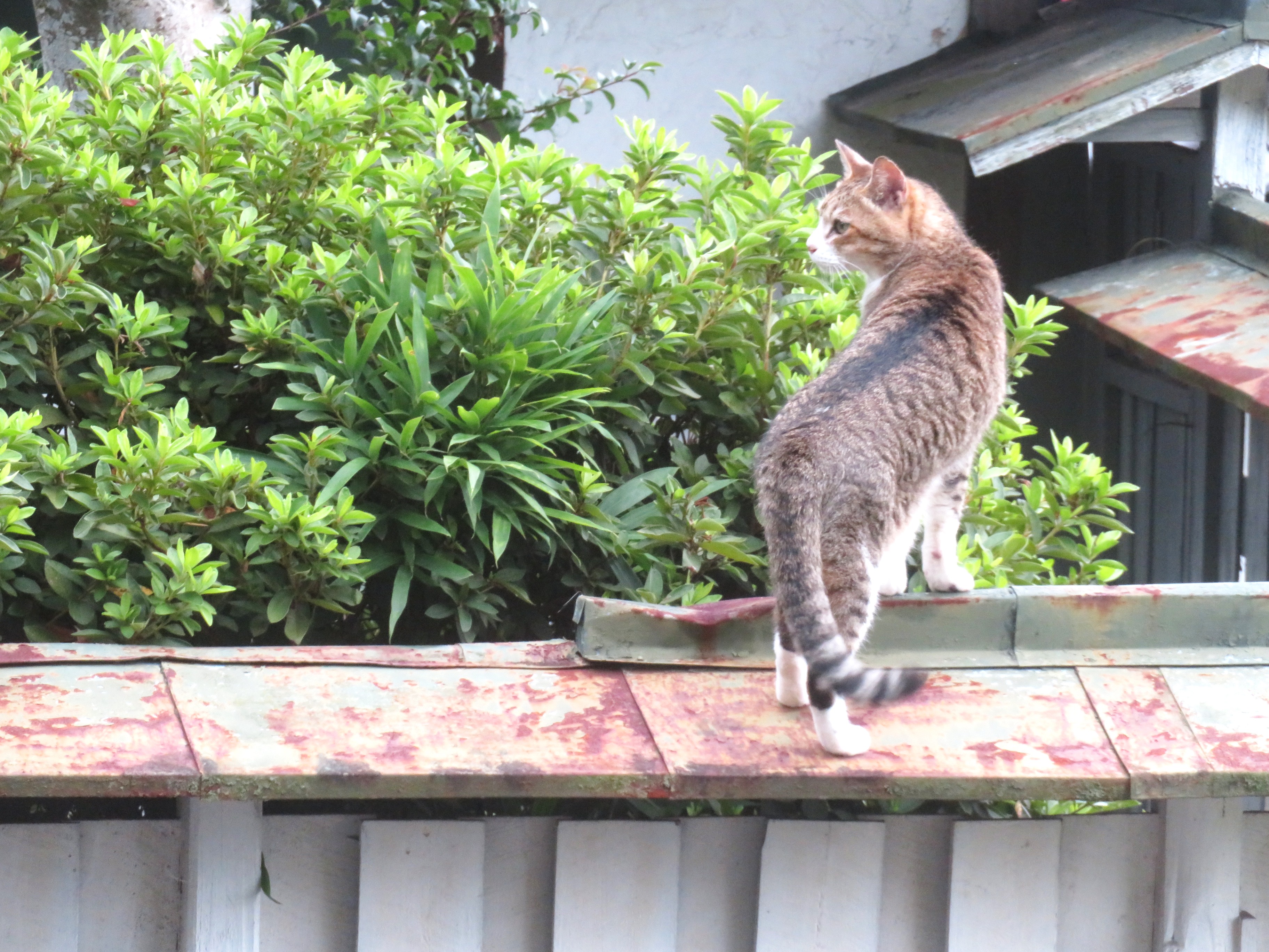 ねこ、風太　巡回