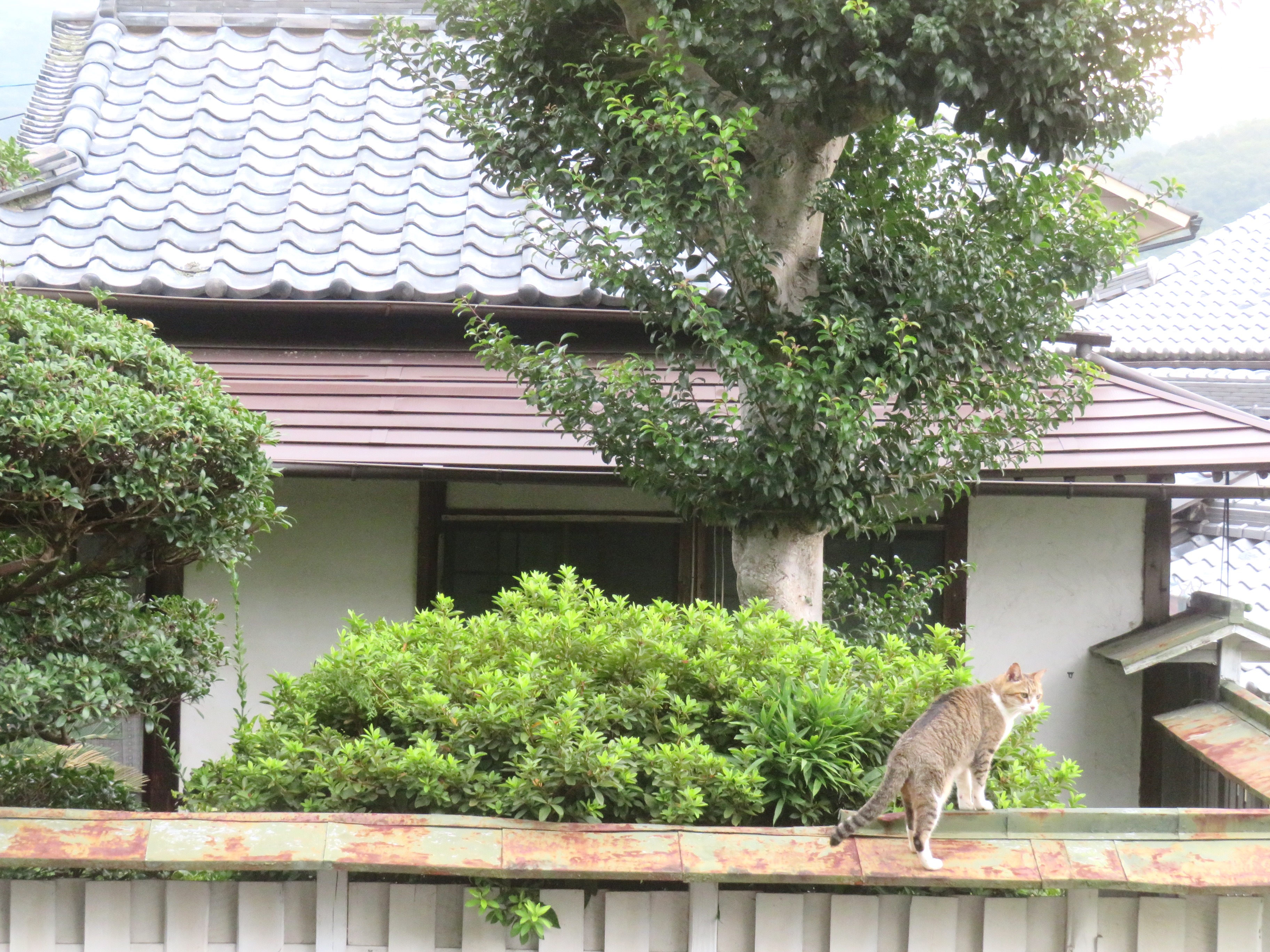 ねこ、風太　巡回