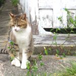 ねこ、風太　巡回