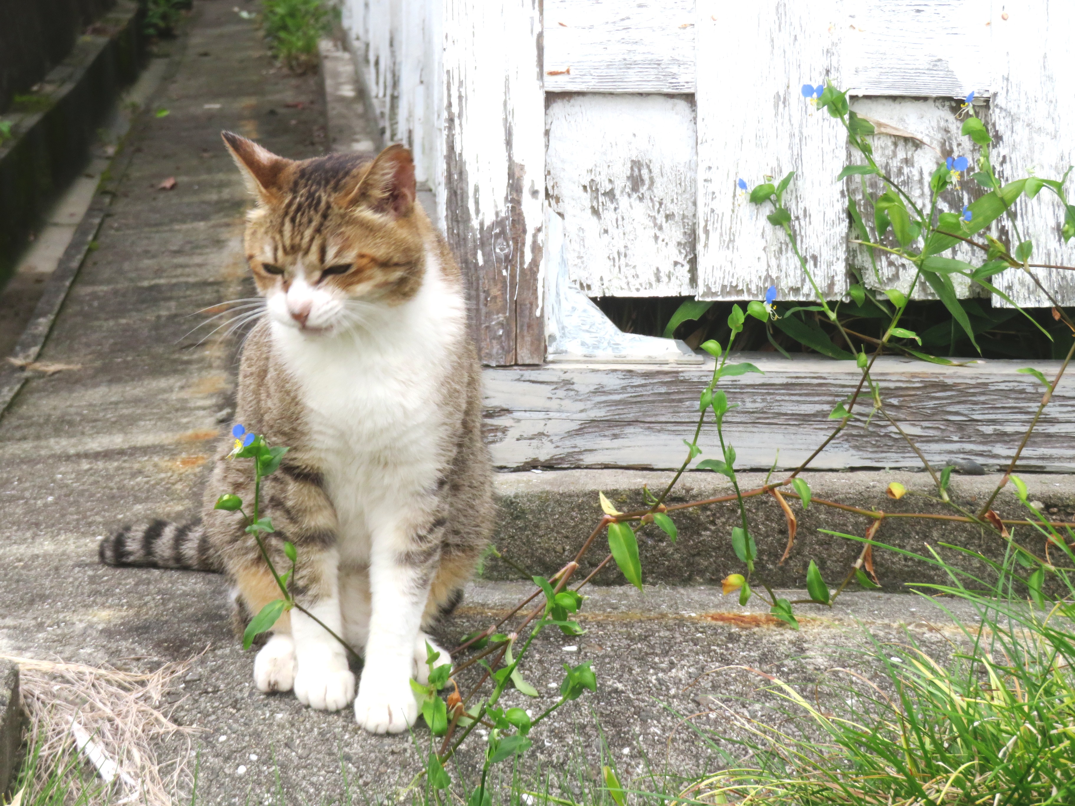 ねこ、風太　巡回