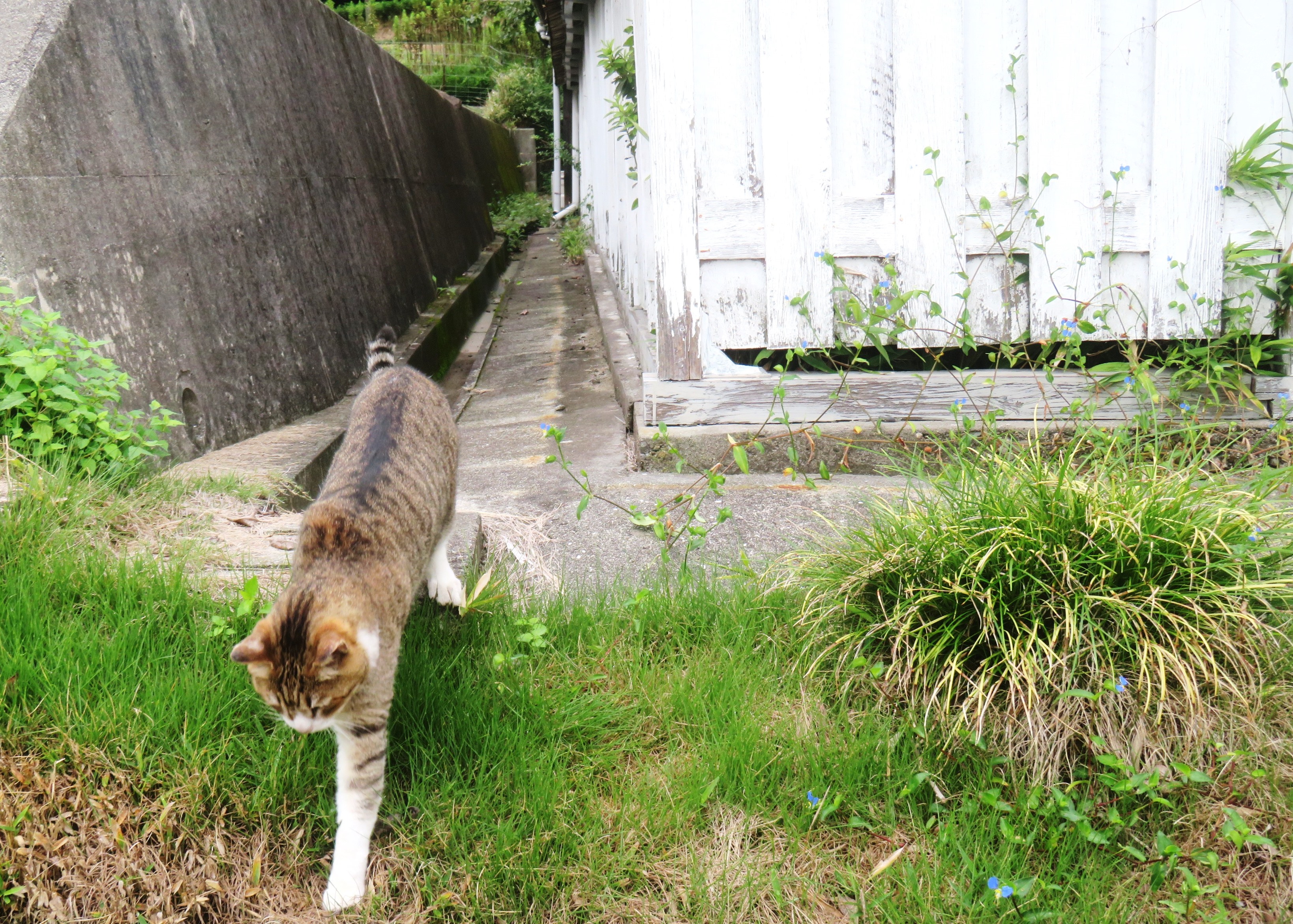 ねこ、風太　巡回