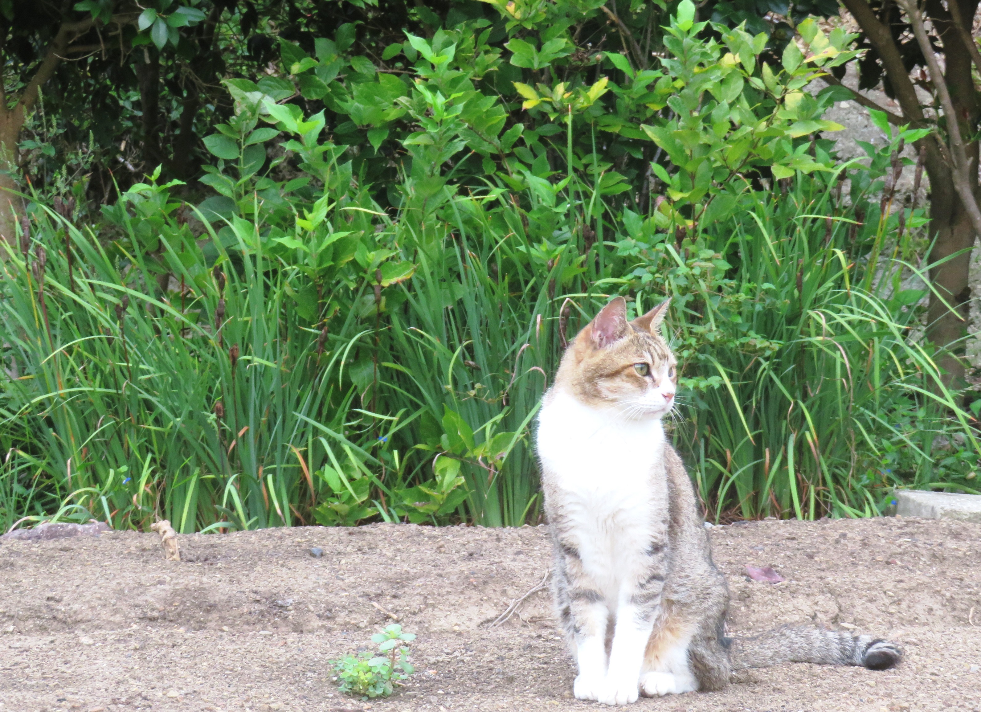 ねこ、風太　巡回