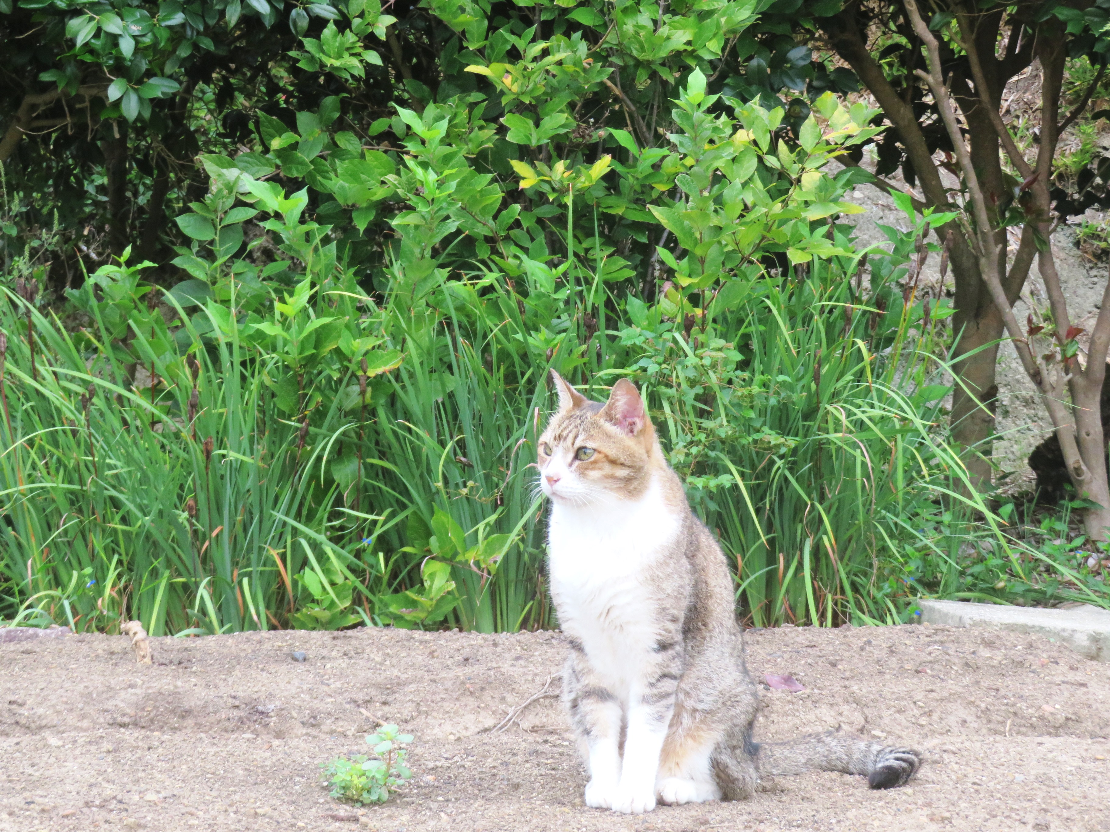 ねこ、風太　巡回