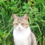 ねこ、風太　巡回