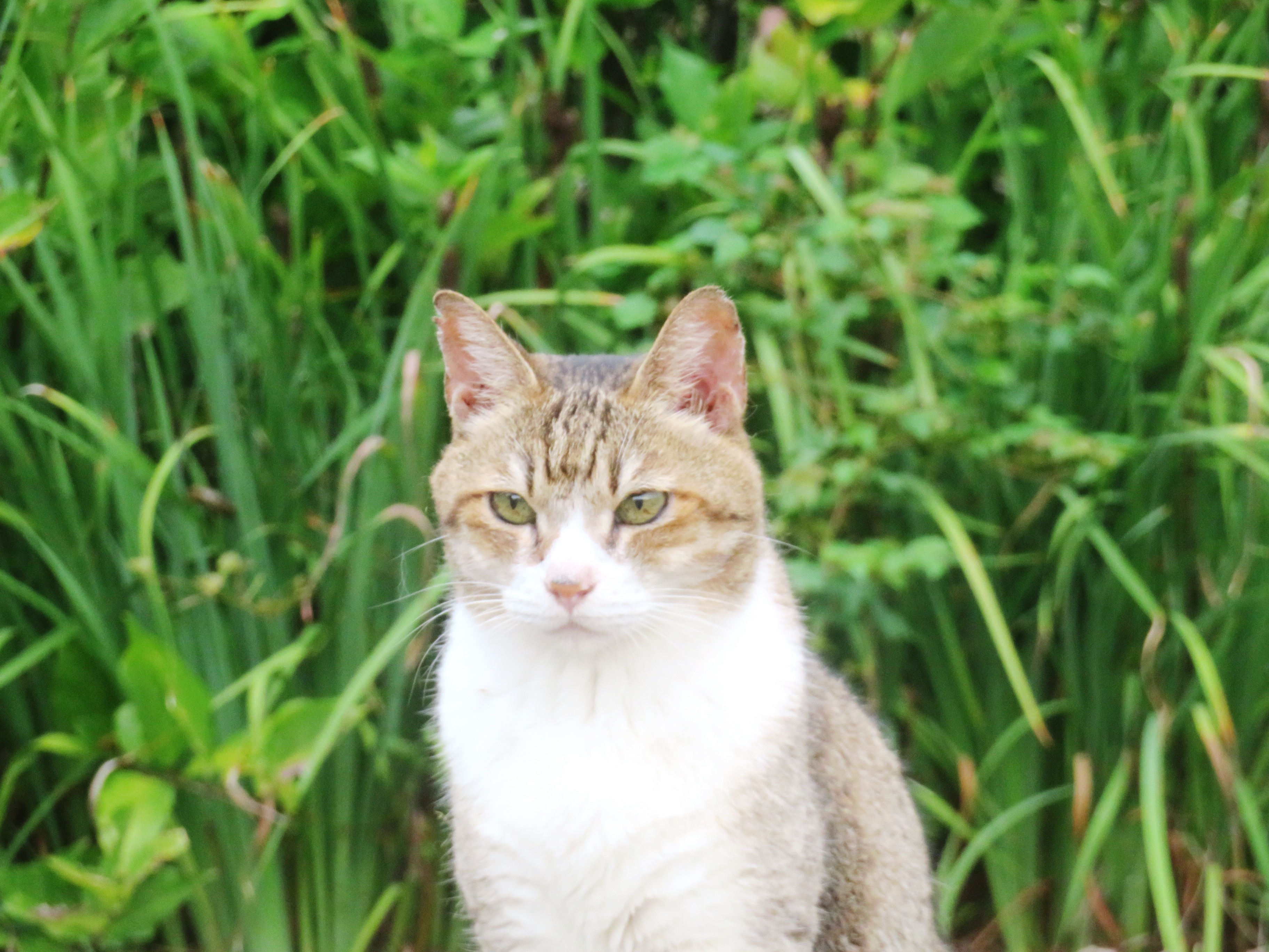 ねこ、風太　巡回
