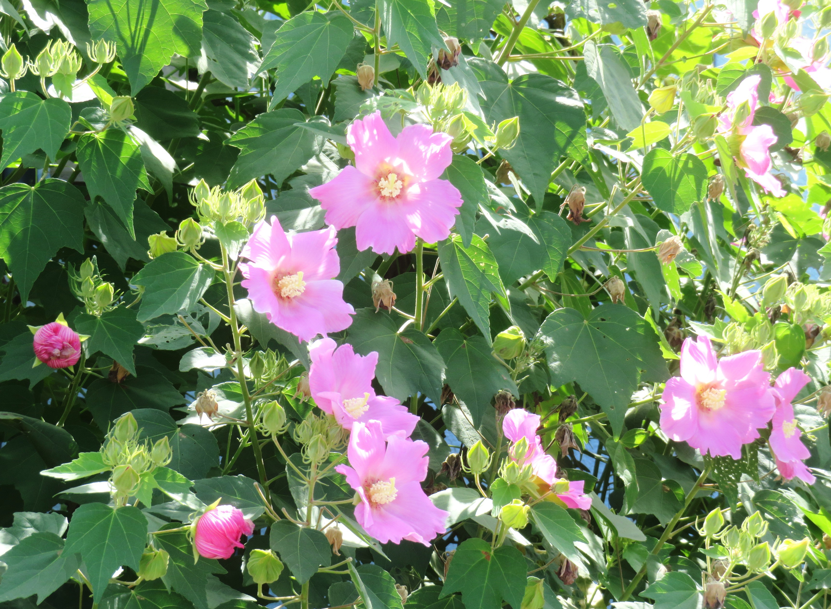 フヨウ（芙蓉）