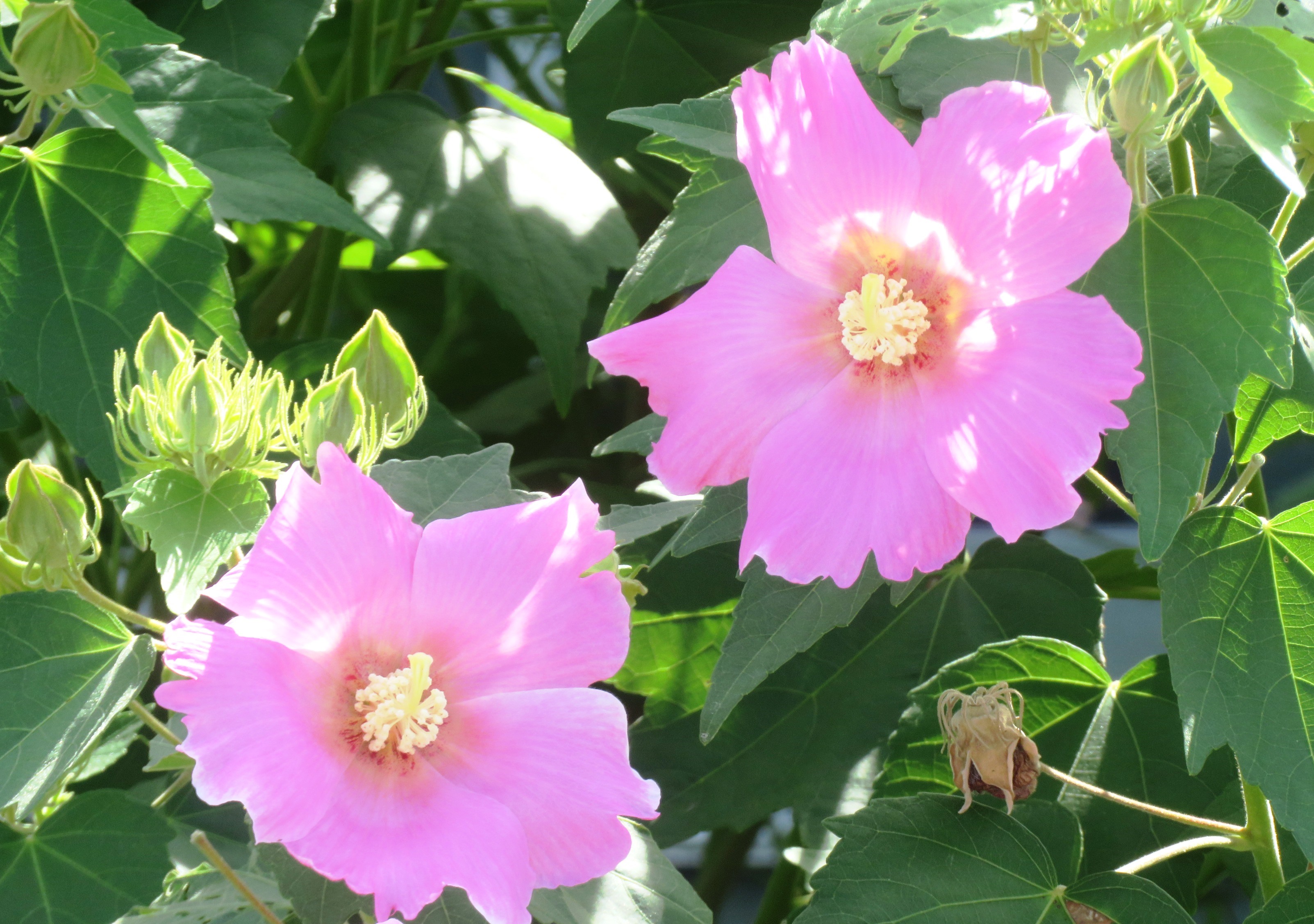 フヨウ（芙蓉）