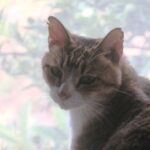 ねこ、風太　巡回