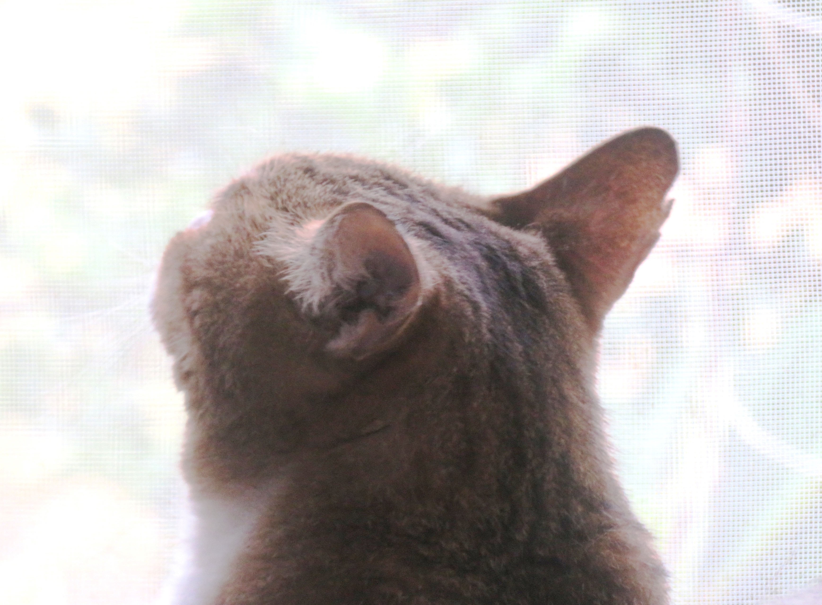 ねこ、風太　巡回