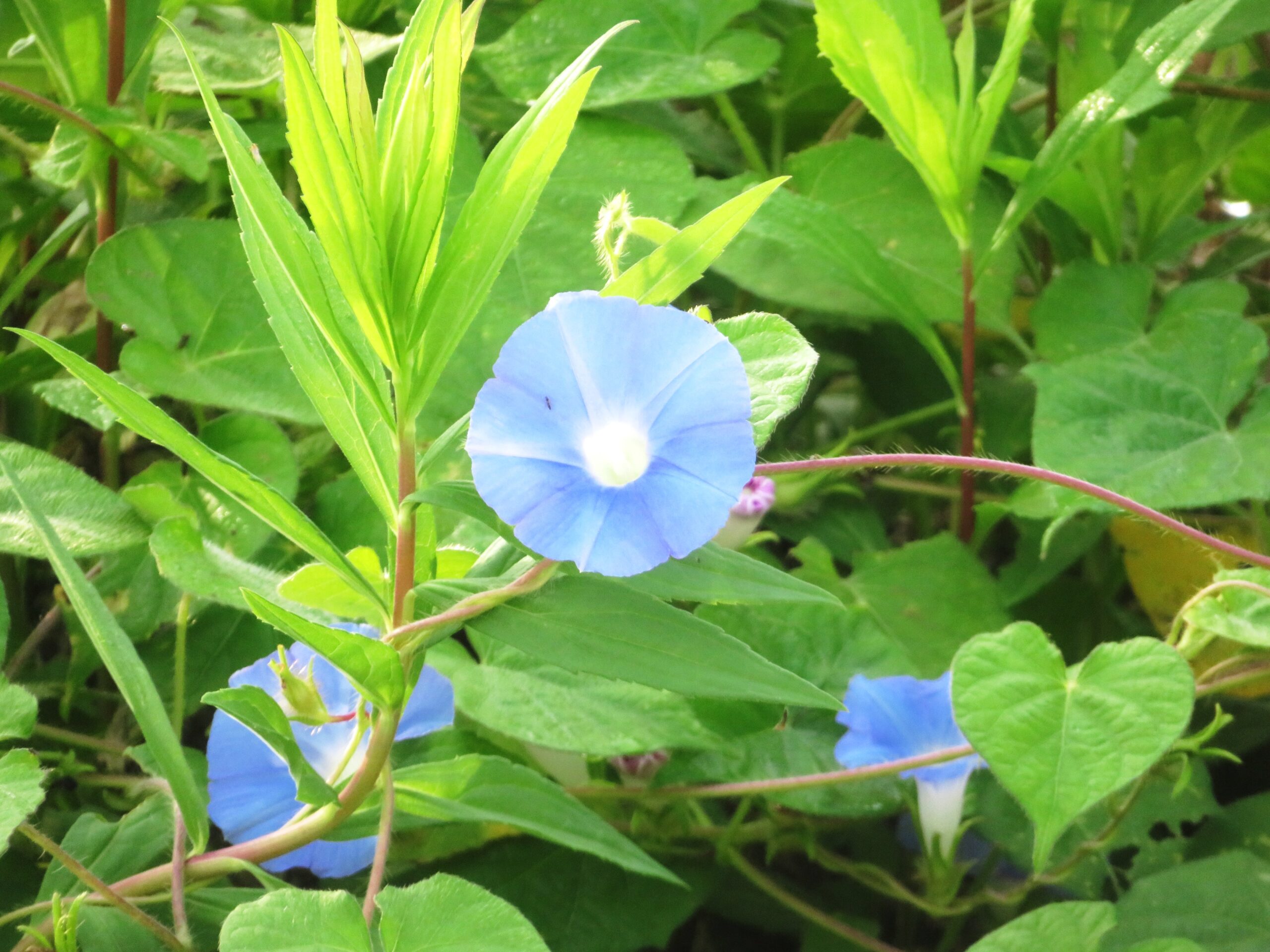 朝顔