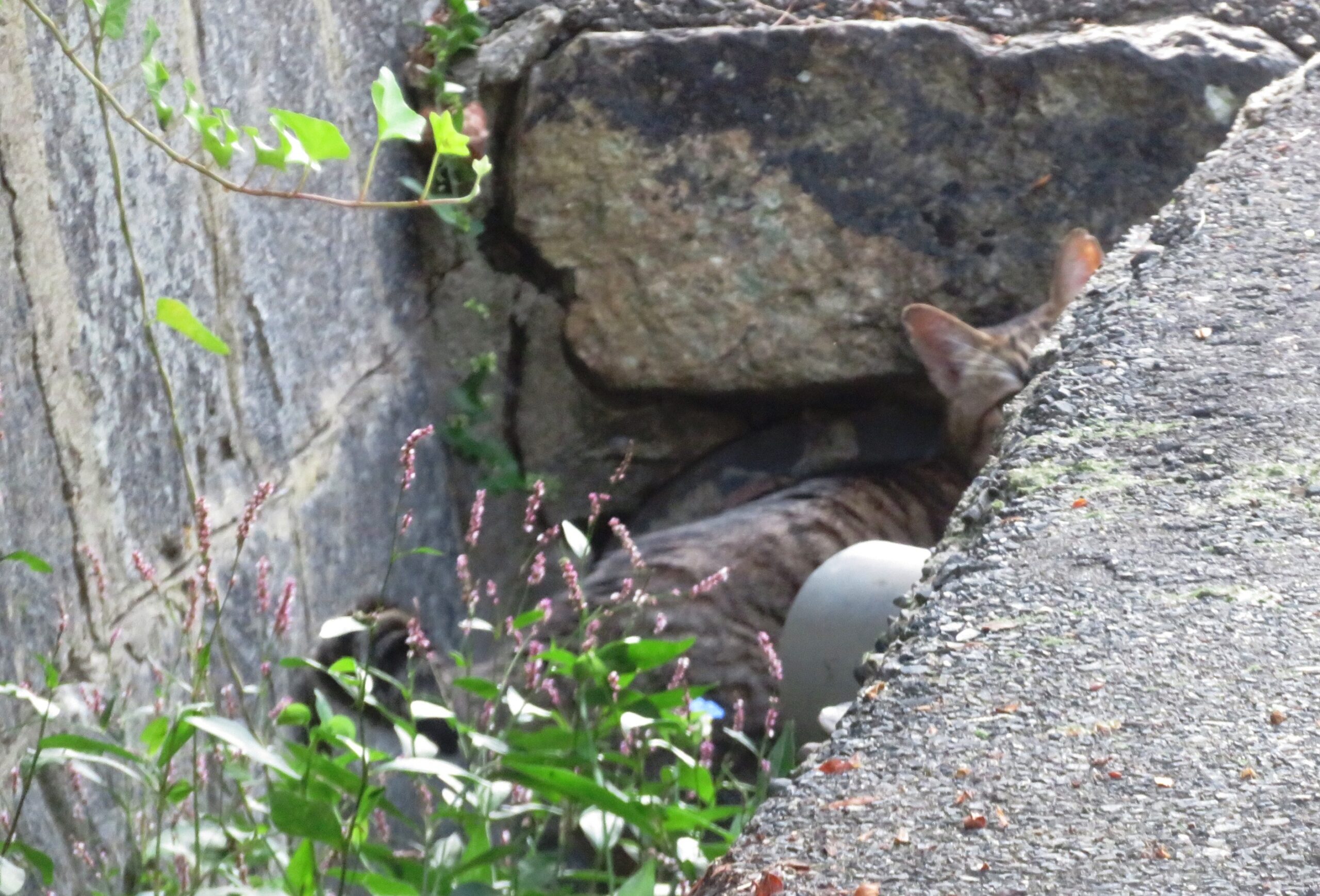 ねこ、風太　巡回