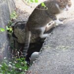 ねこ、風太　巡回