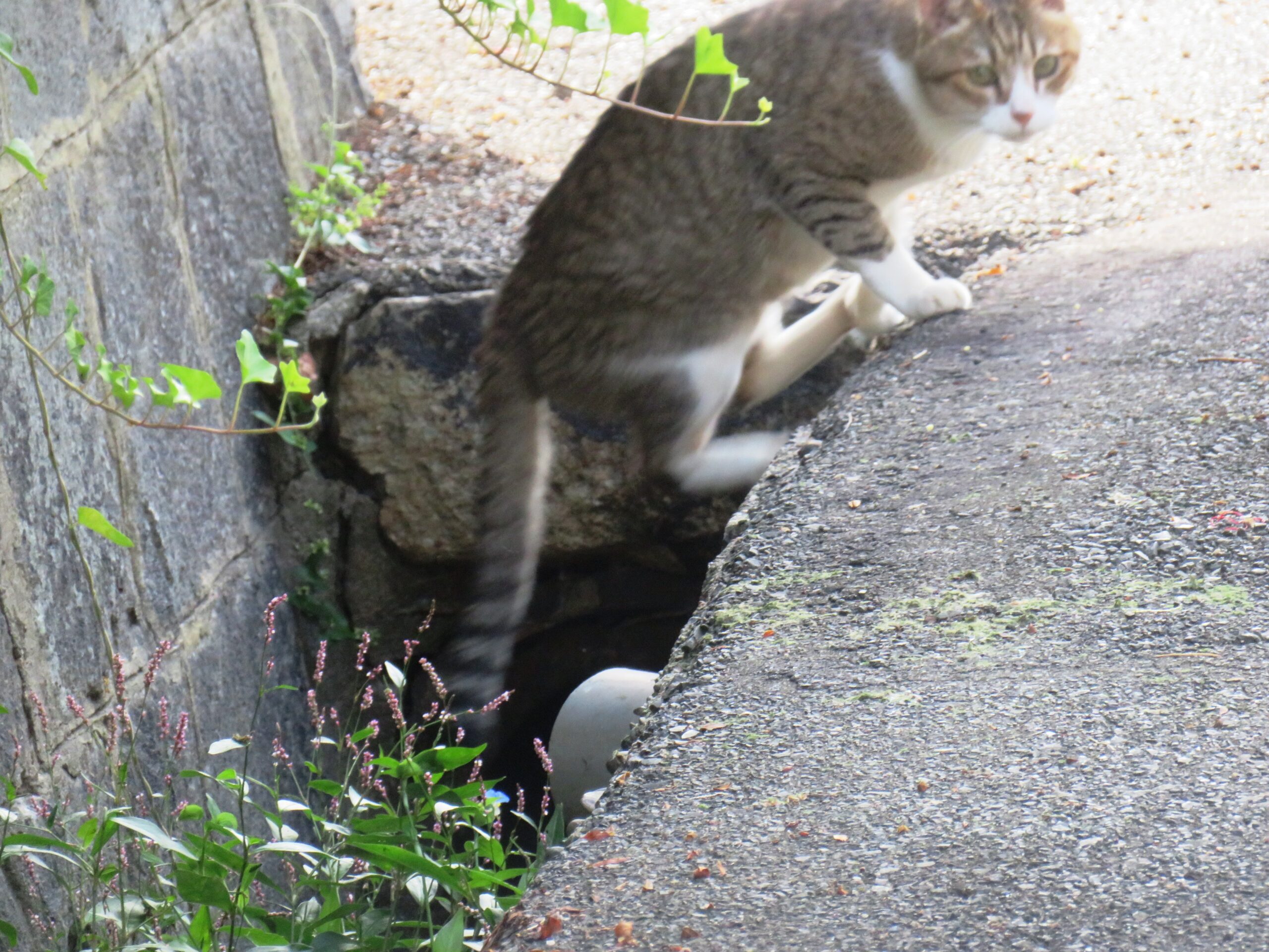 ねこ、風太　巡回