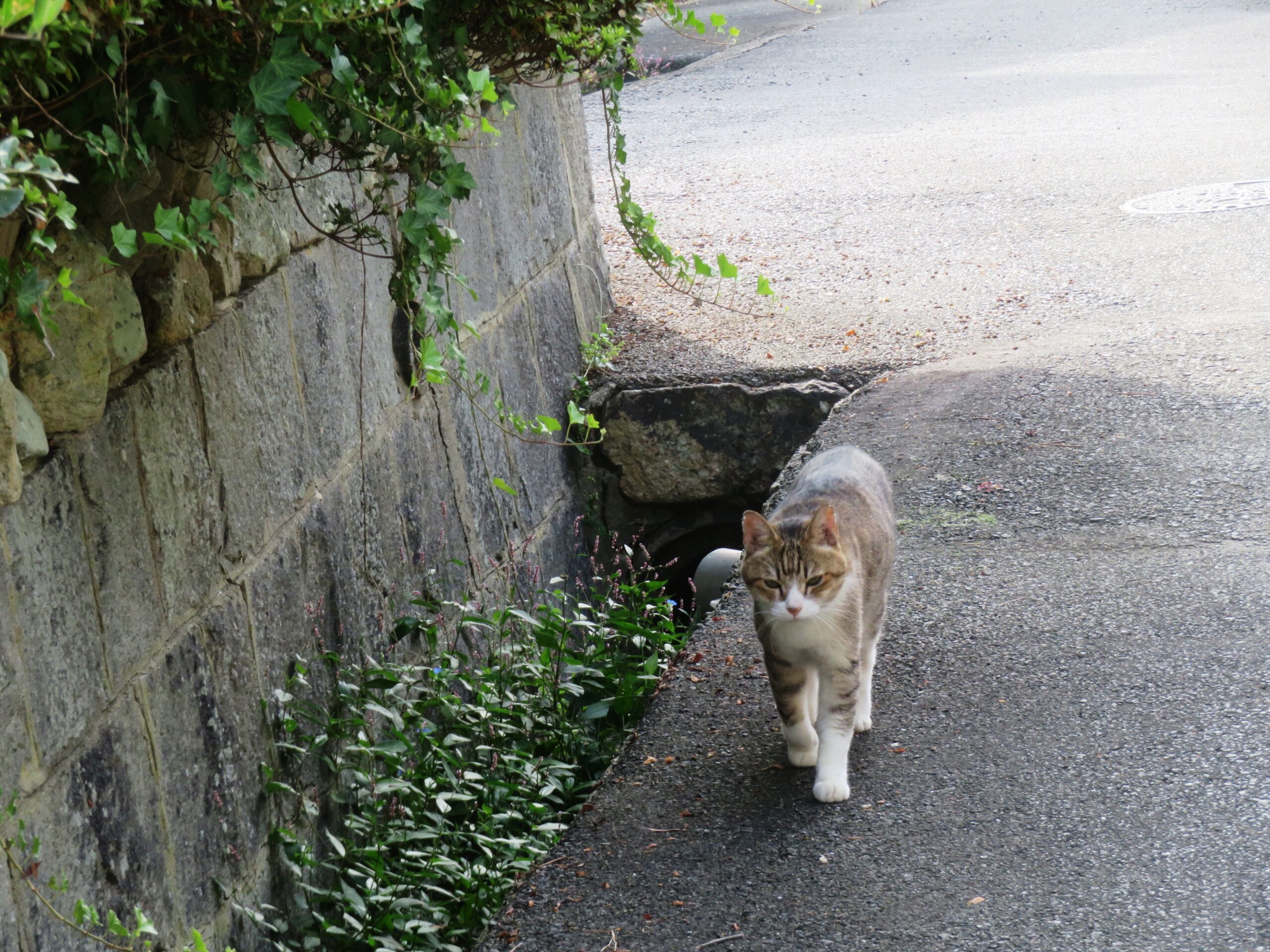 ねこ、風太　巡回
