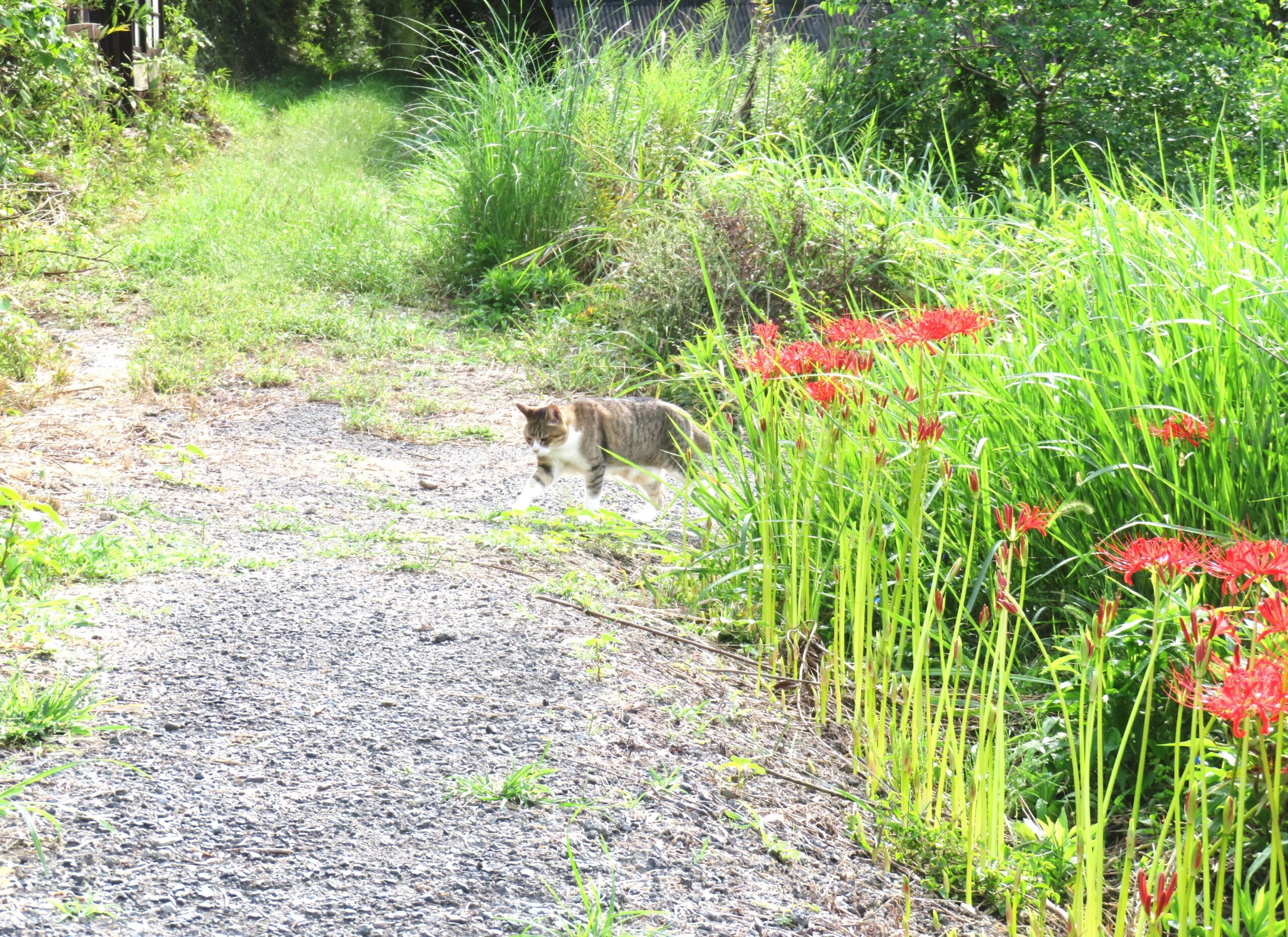 ねこ、風太　巡回