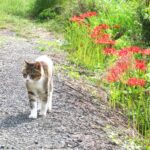 ねこ、風太　巡回