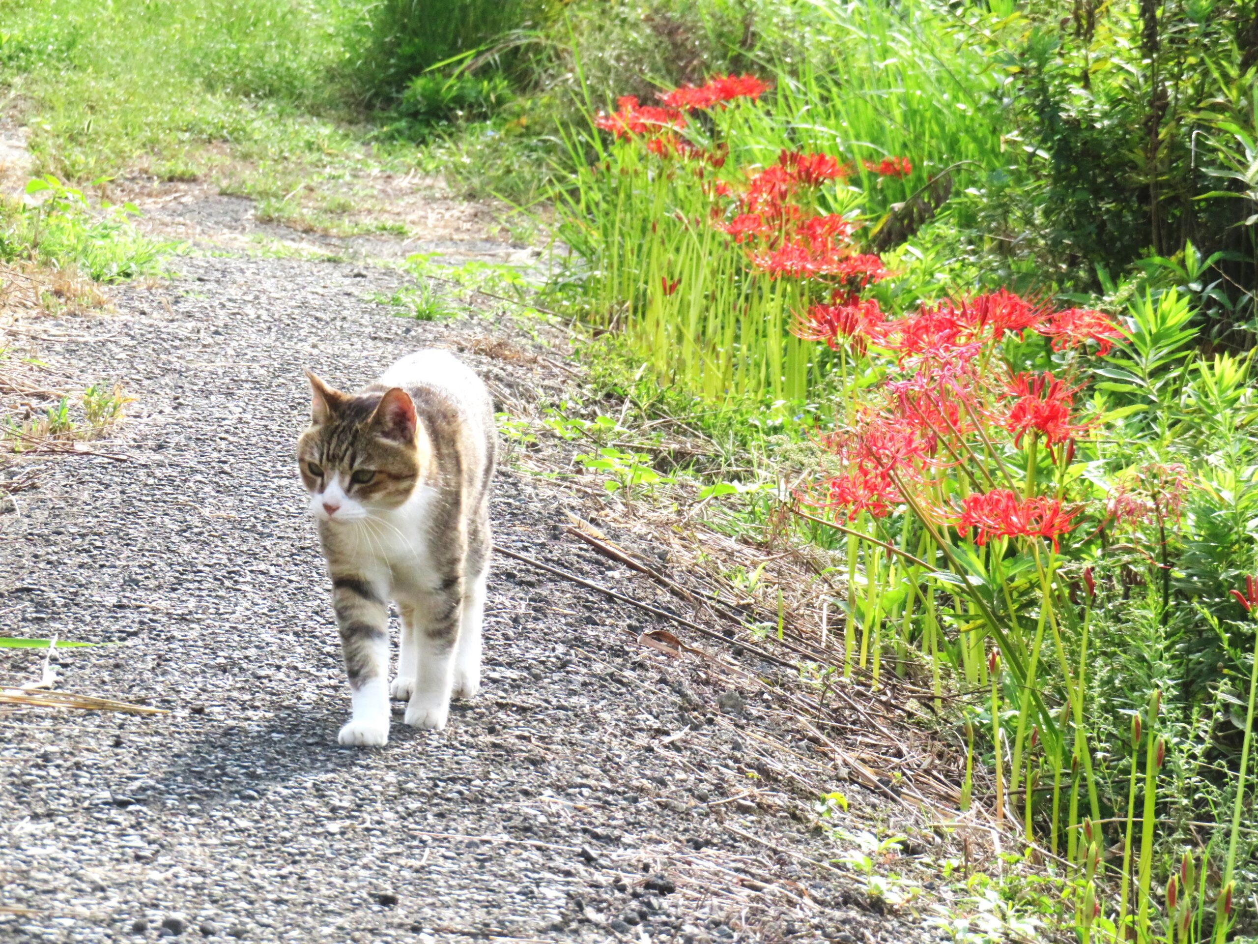 ねこ、風太　巡回
