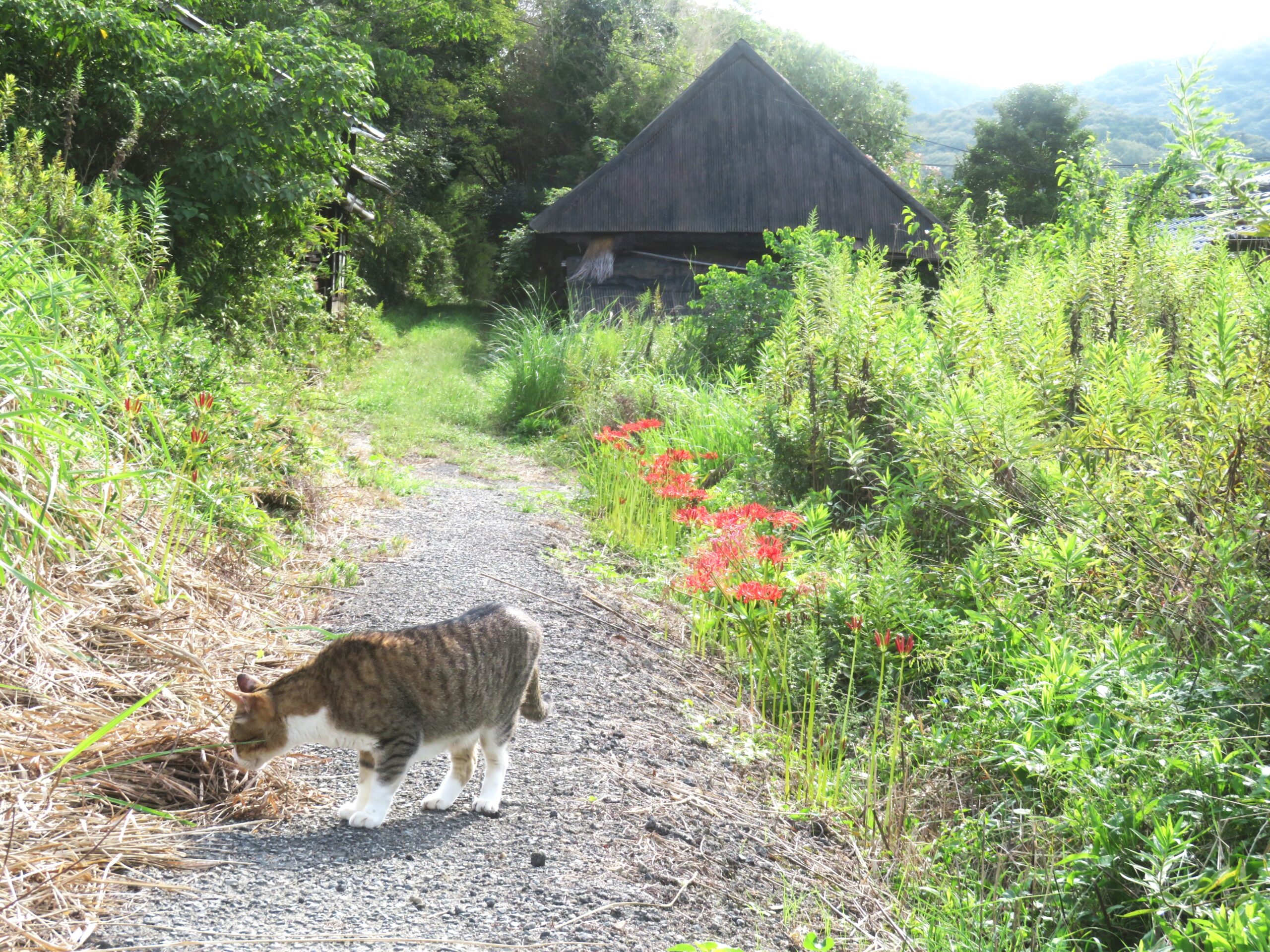 ねこ、風太　巡回
