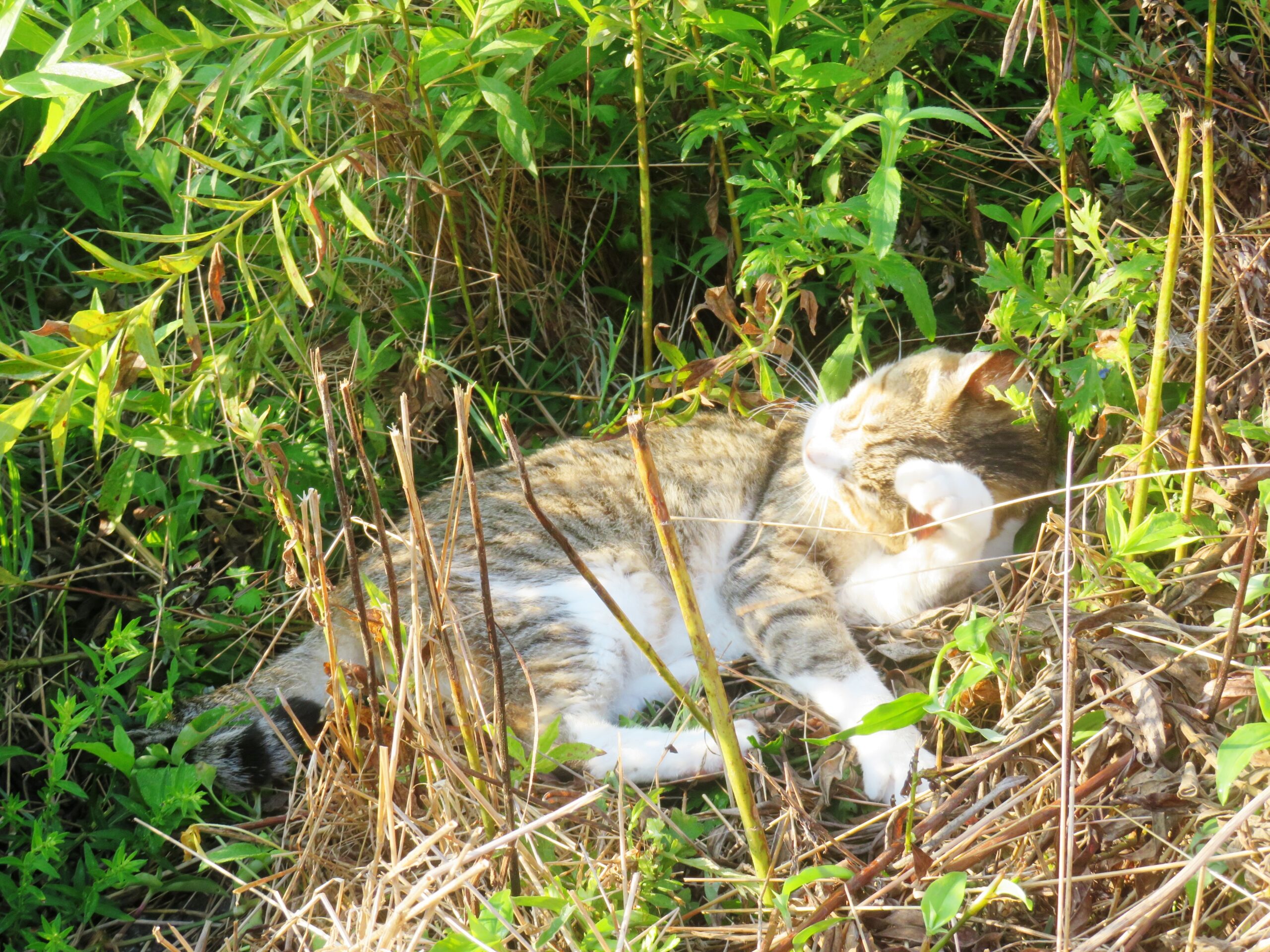 ねこ、風太　毛づくろい