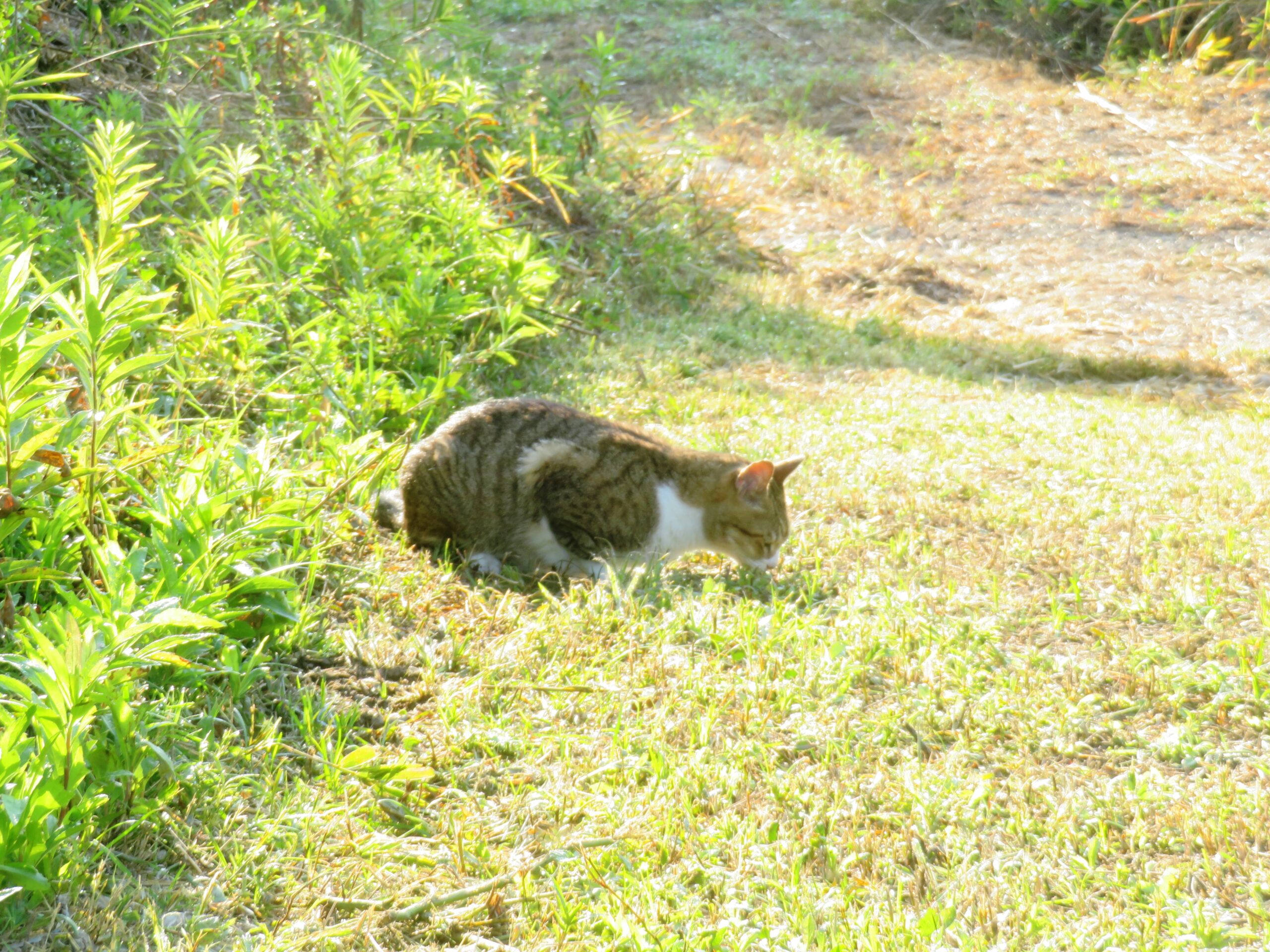 ねこ、風太 巡回