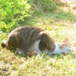 ねこ、風太　巡回