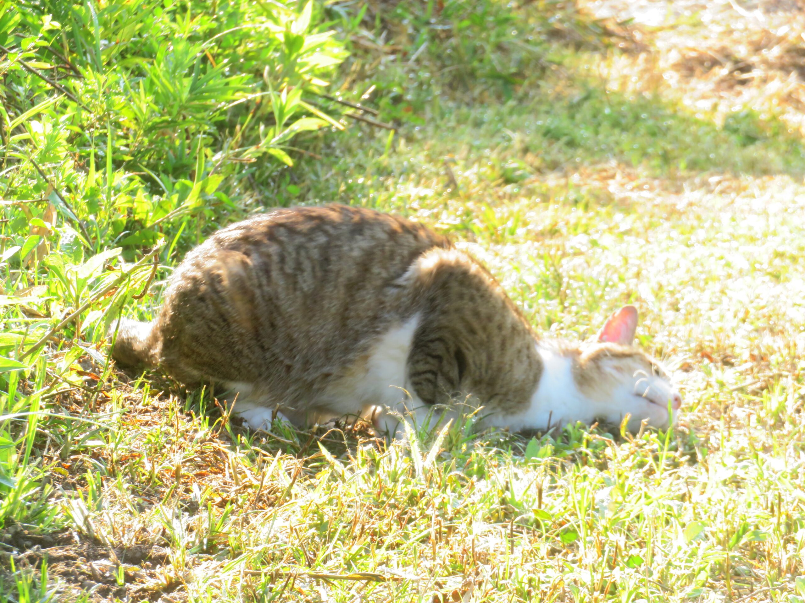 ねこ、風太 巡回