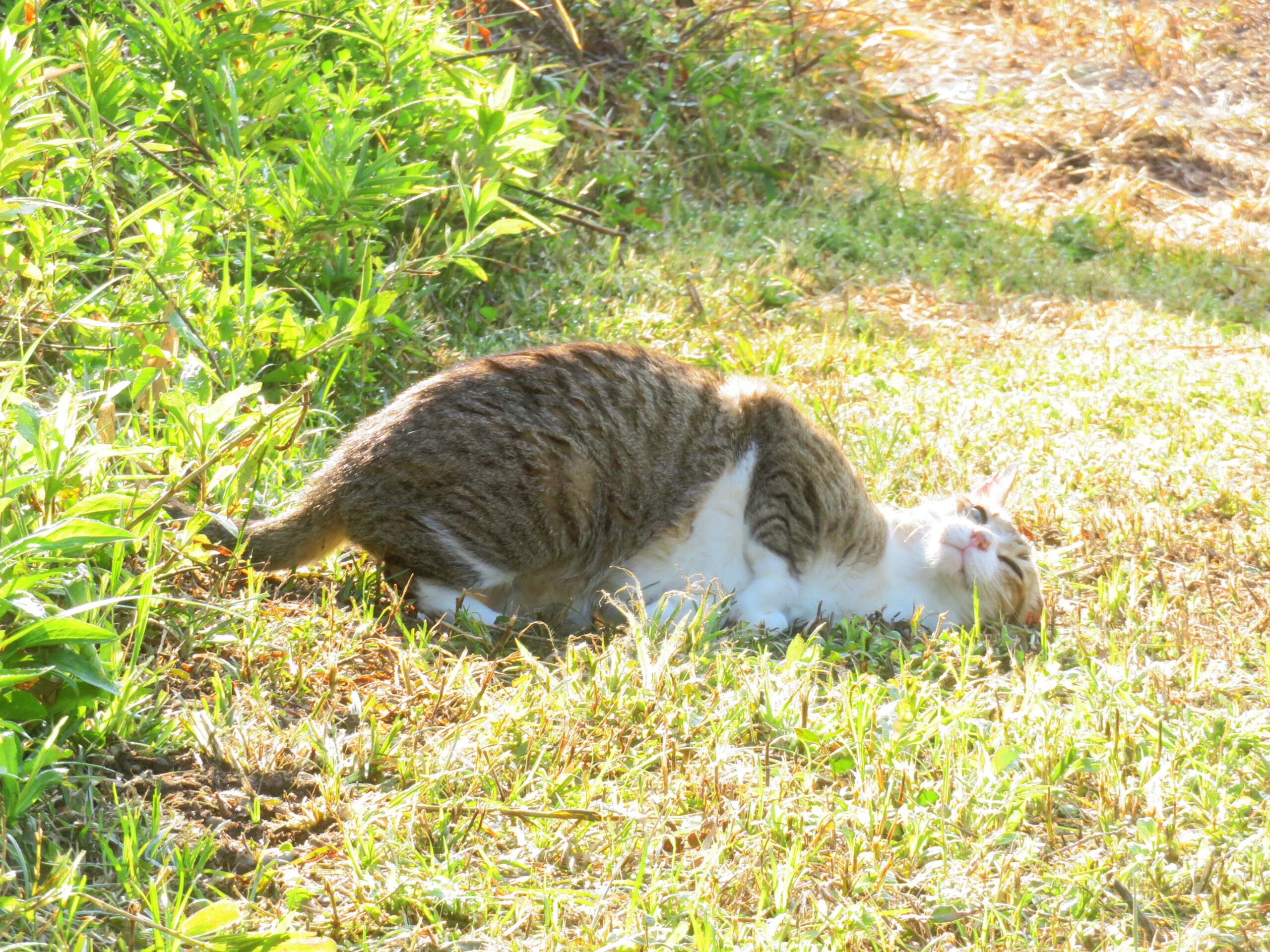 ねこ、風太 巡回