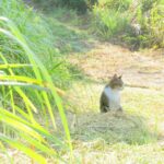ねこ、風太　巡回