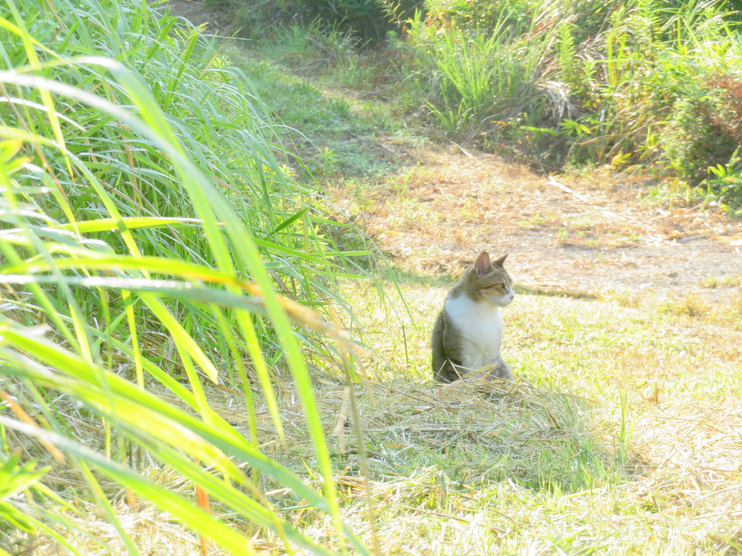 ねこ、風太 巡回