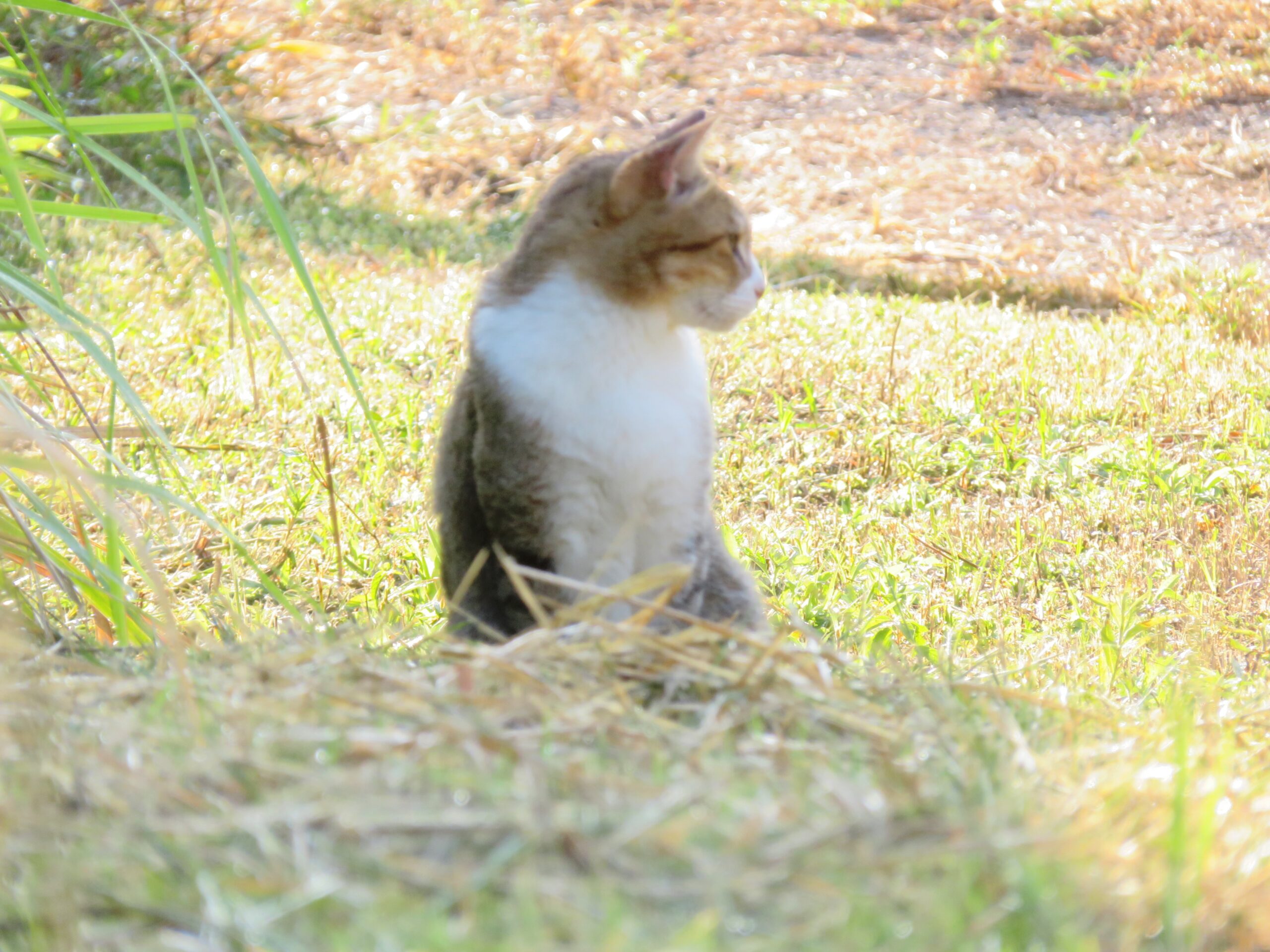 ねこ、風太 巡回