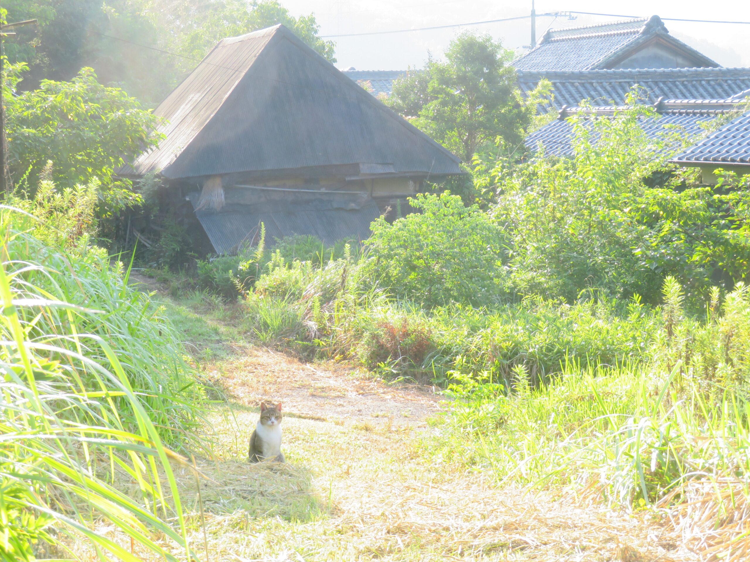 ねこ、風太 巡回