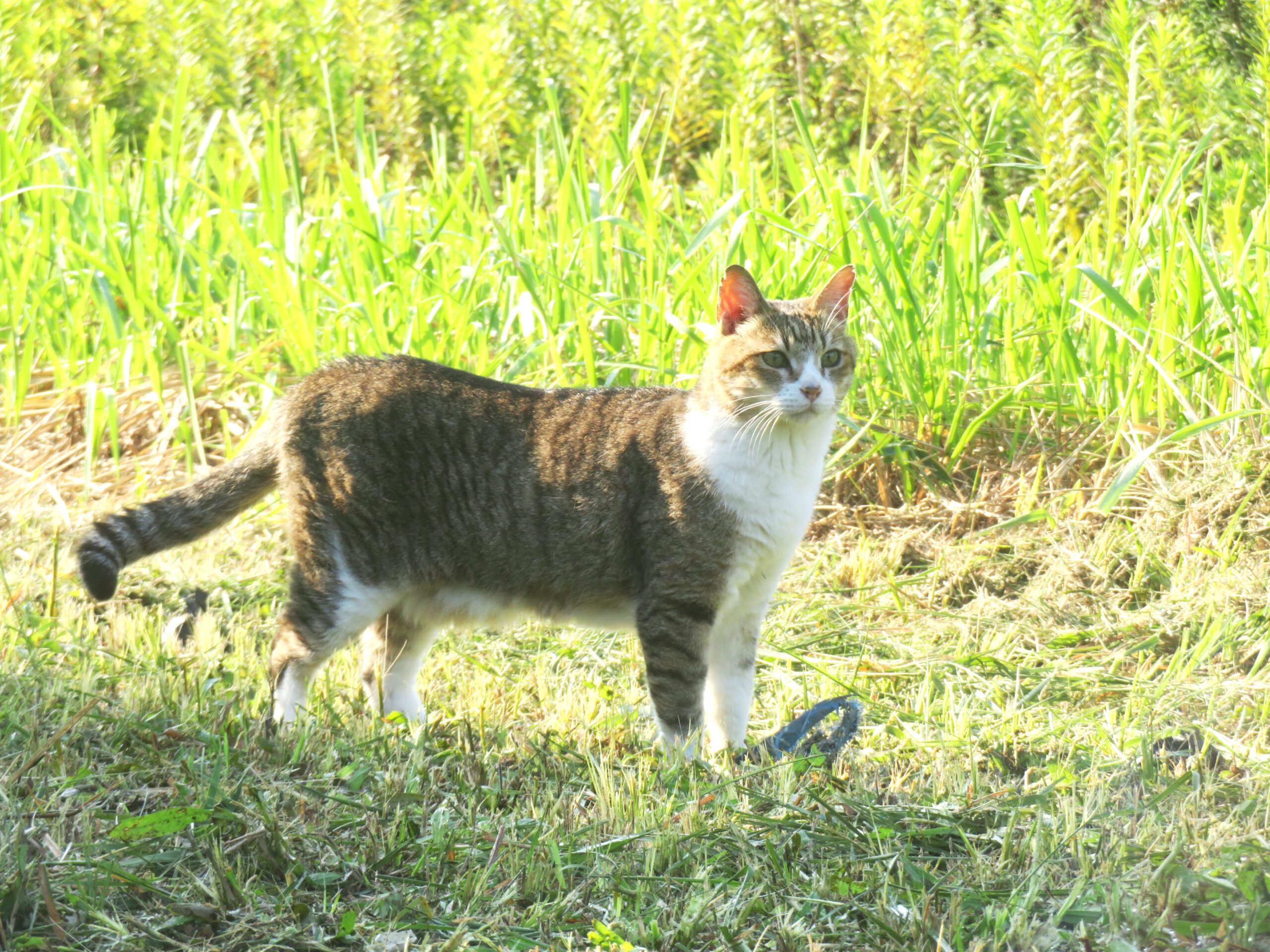 ねこ、風太　巡回