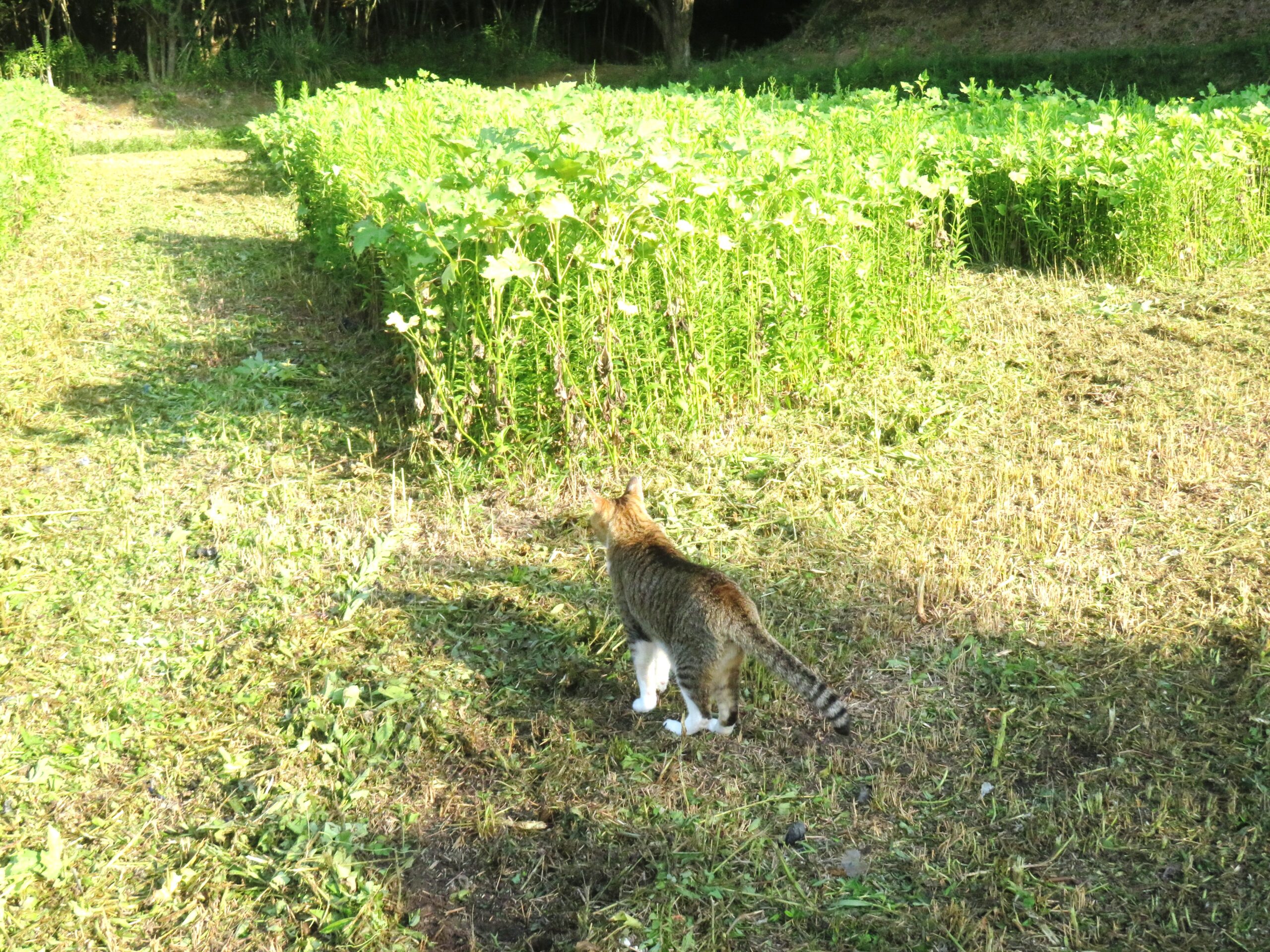 ねこ、風太　巡回