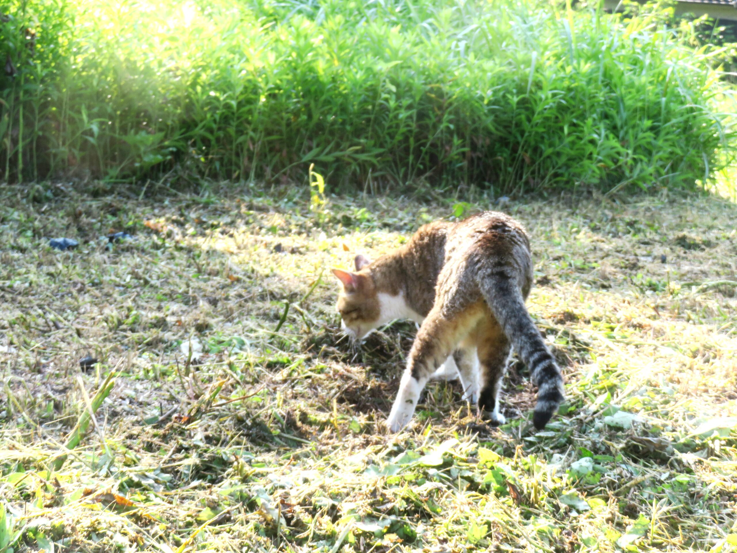 ねこ、風太　巡回