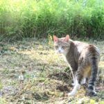 ねこ、風太　巡回