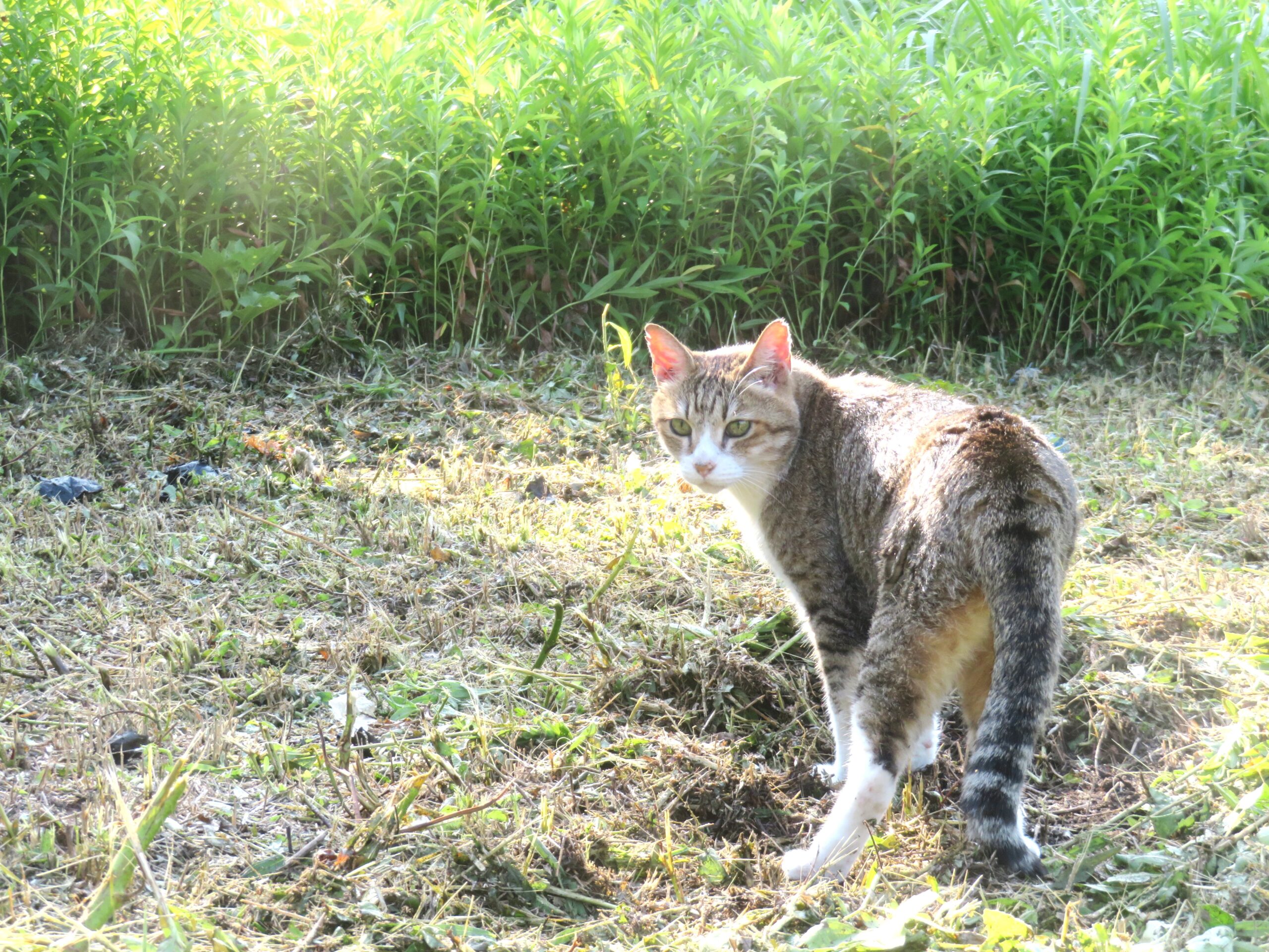ねこ、風太　巡回