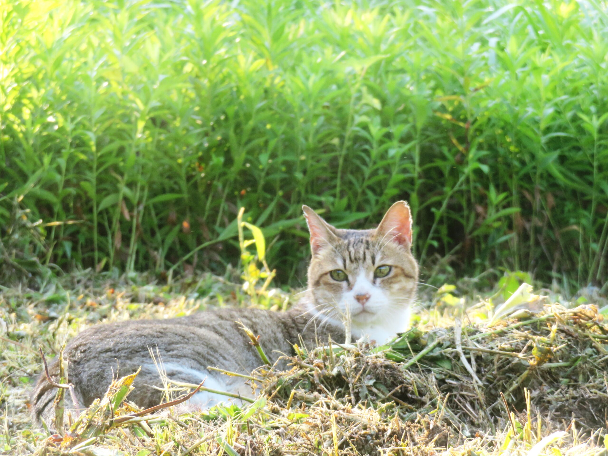 ねこ、風太　巡回
