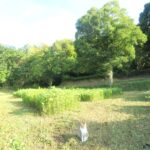 ねこ、風太　巡回