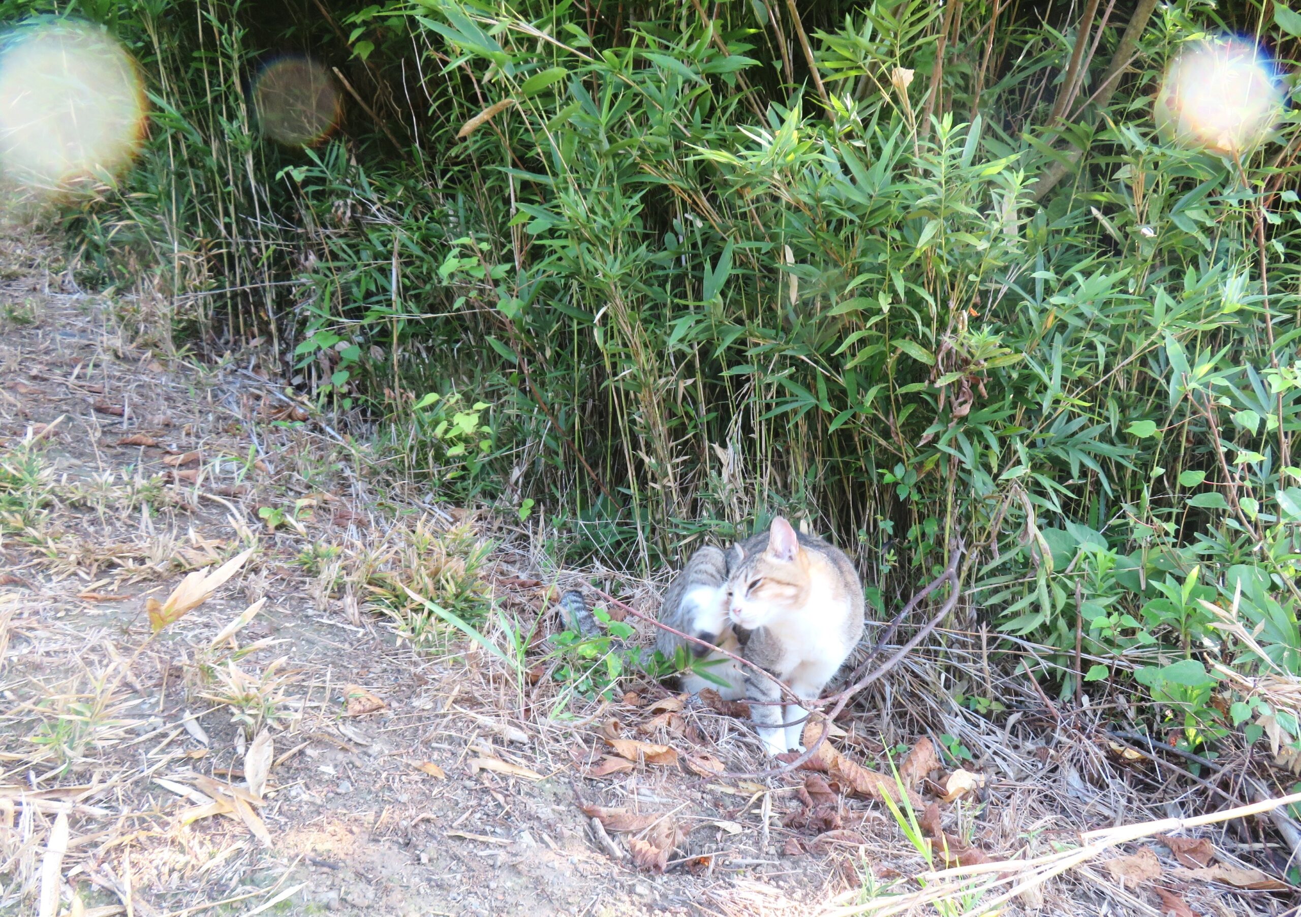 ねこ、風太　巡回