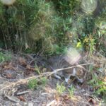 ねこ、風太　巡回