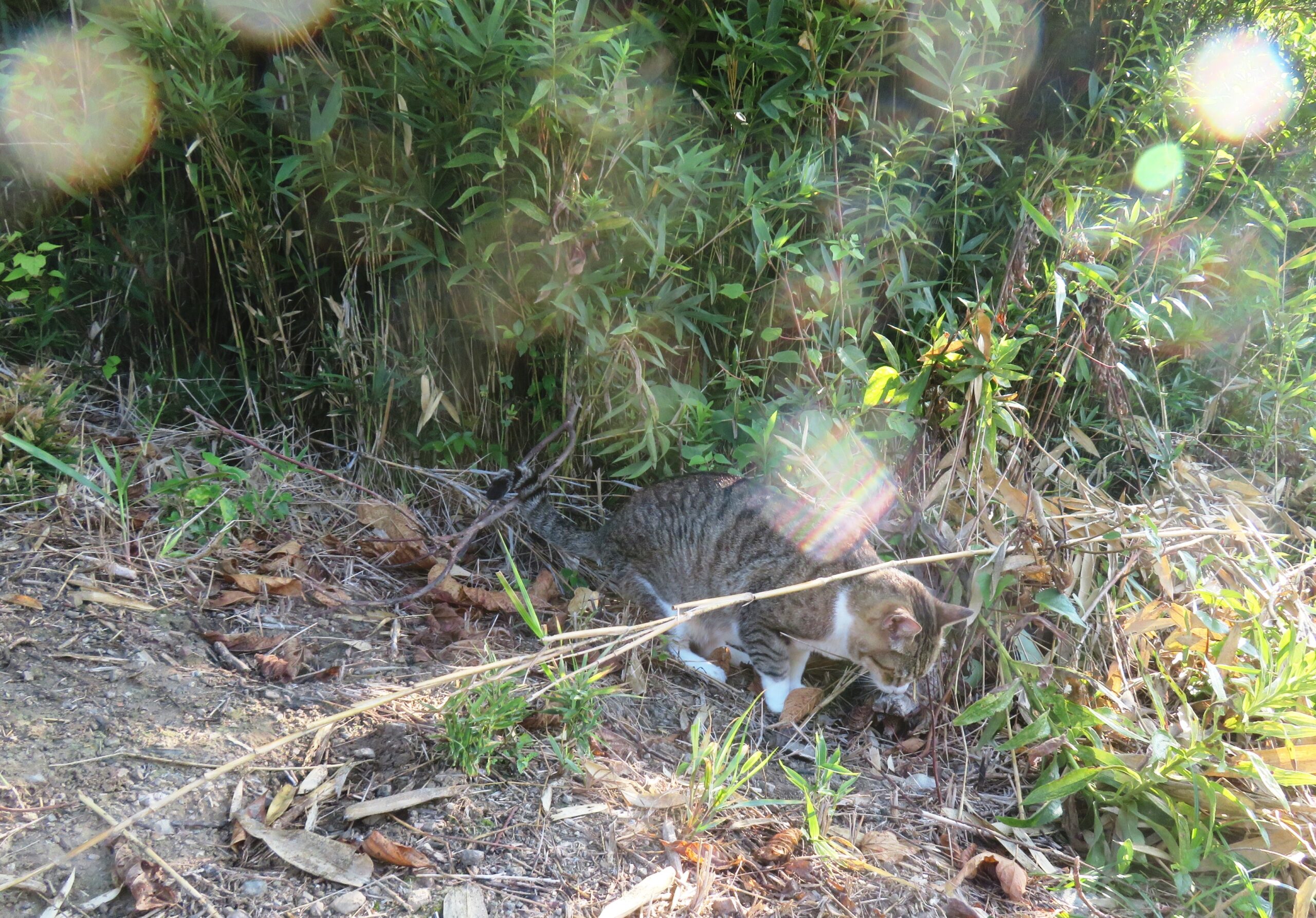 ねこ、風太　巡回