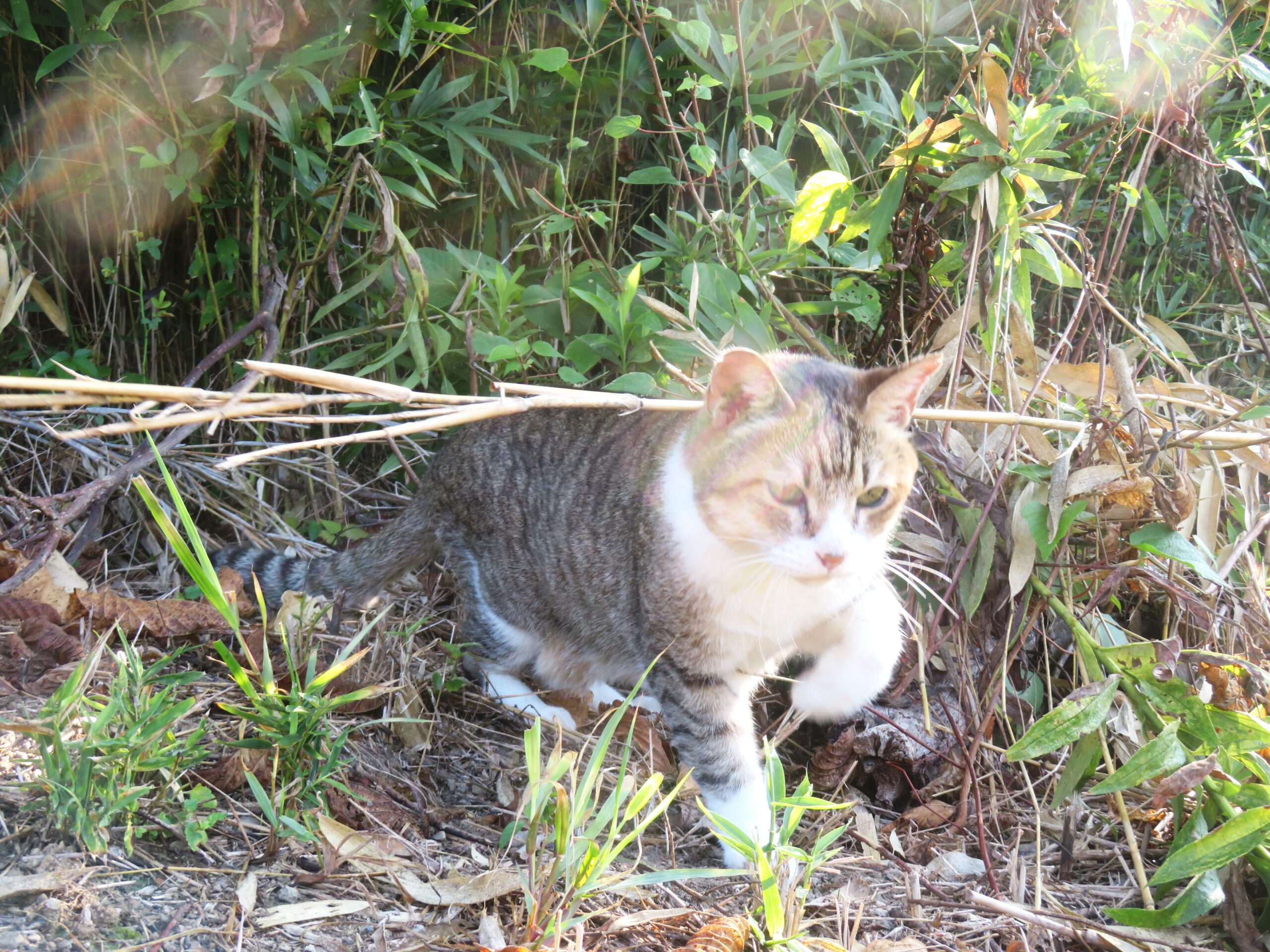 ねこ、風太　巡回