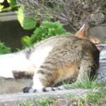 ねこ、風太　巡回