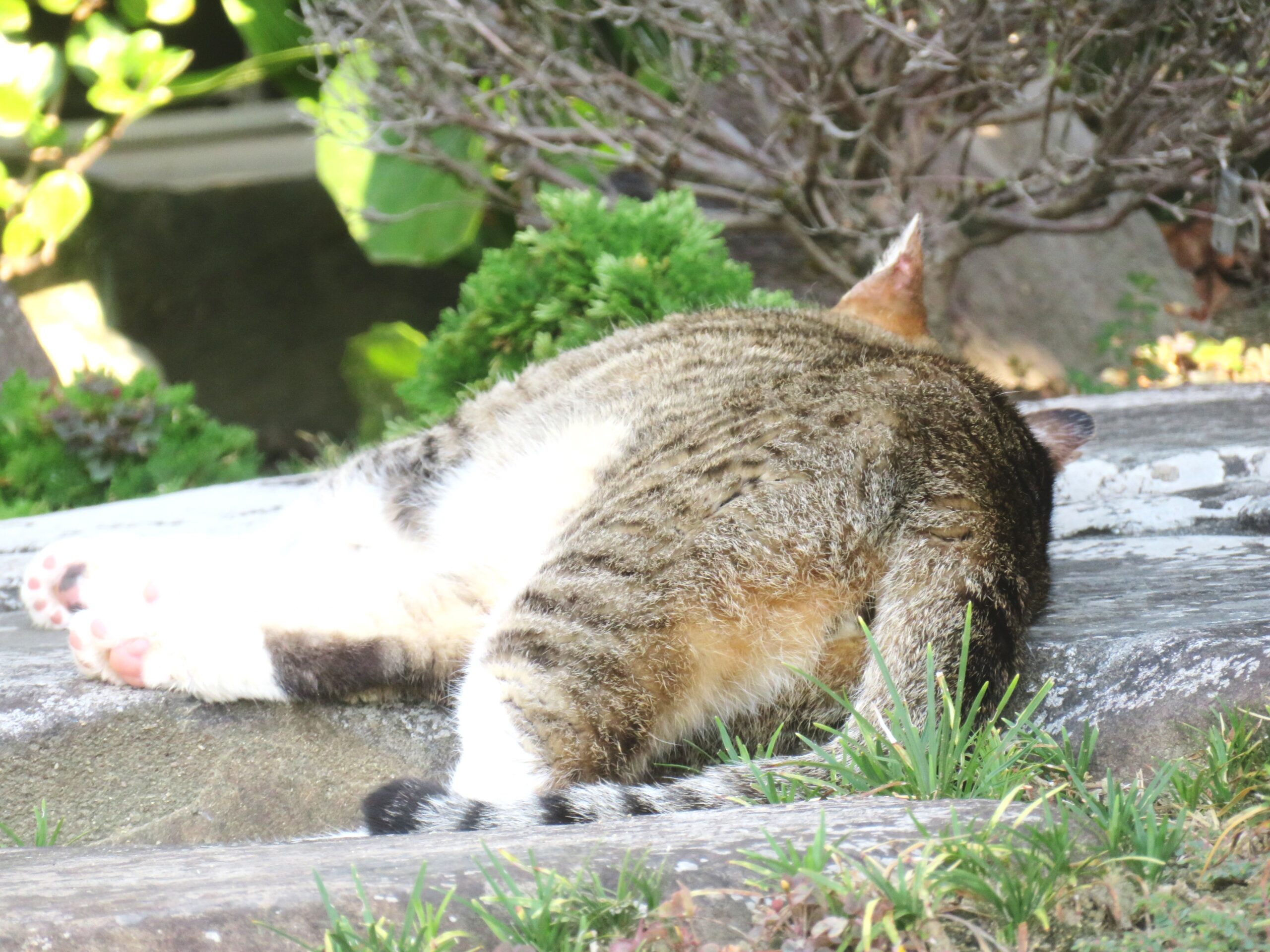 ねこ、風太　巡回