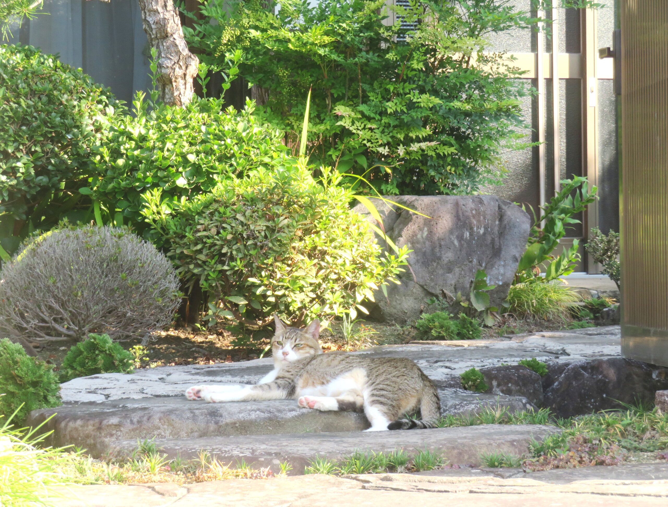 ねこ、風太　巡回