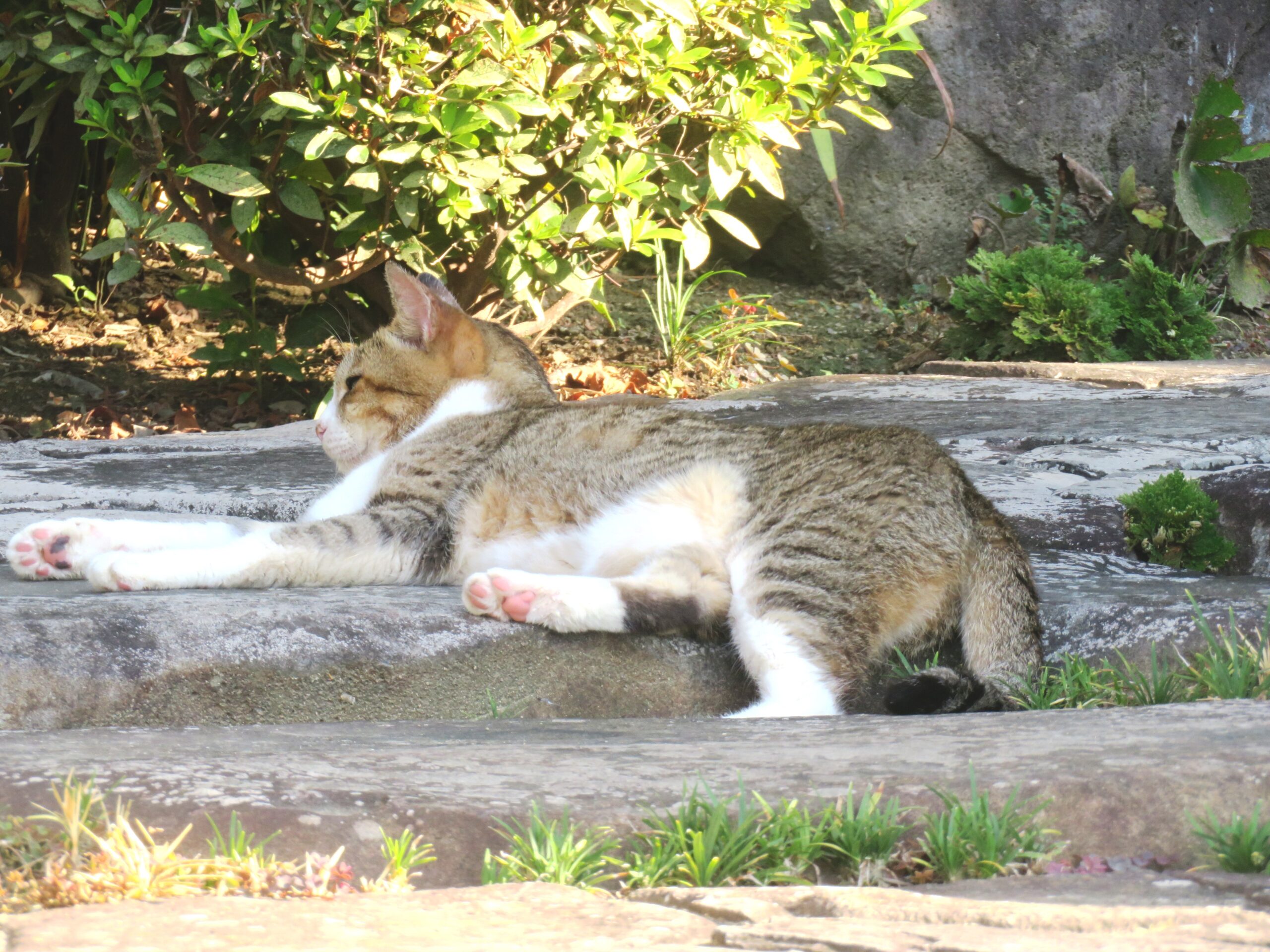 ねこ、風太　巡回